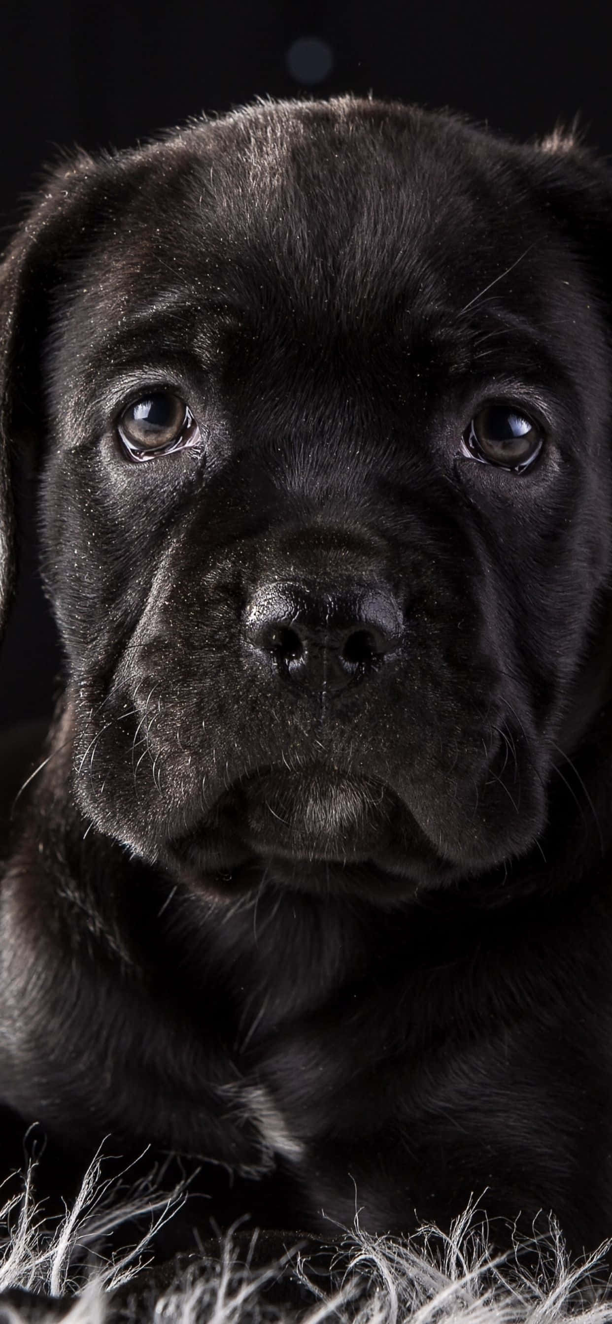 Cane Corso - En loyal og kærlig race Wallpapers