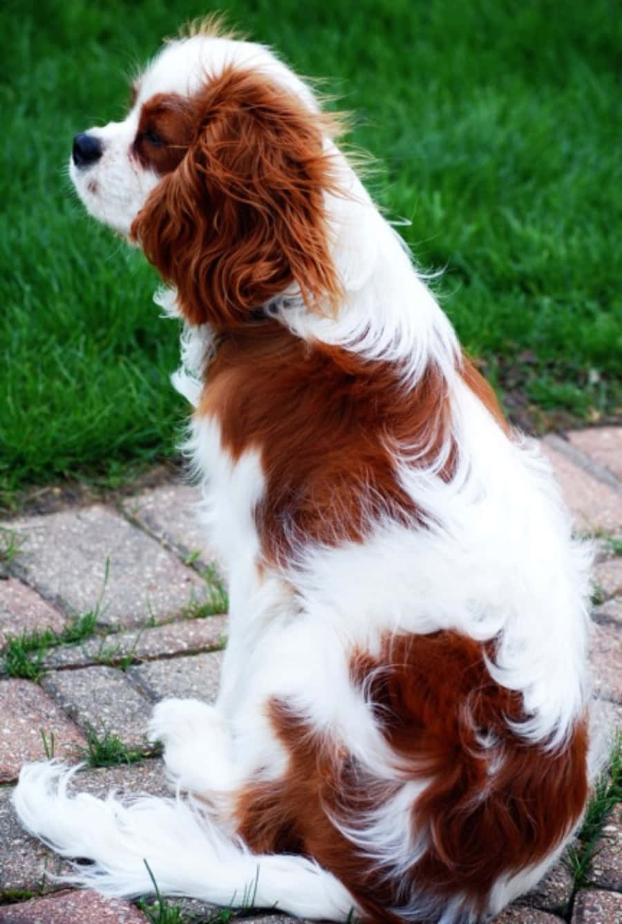 Cavalier King Charles Spaniel hundebillede Wallpapers