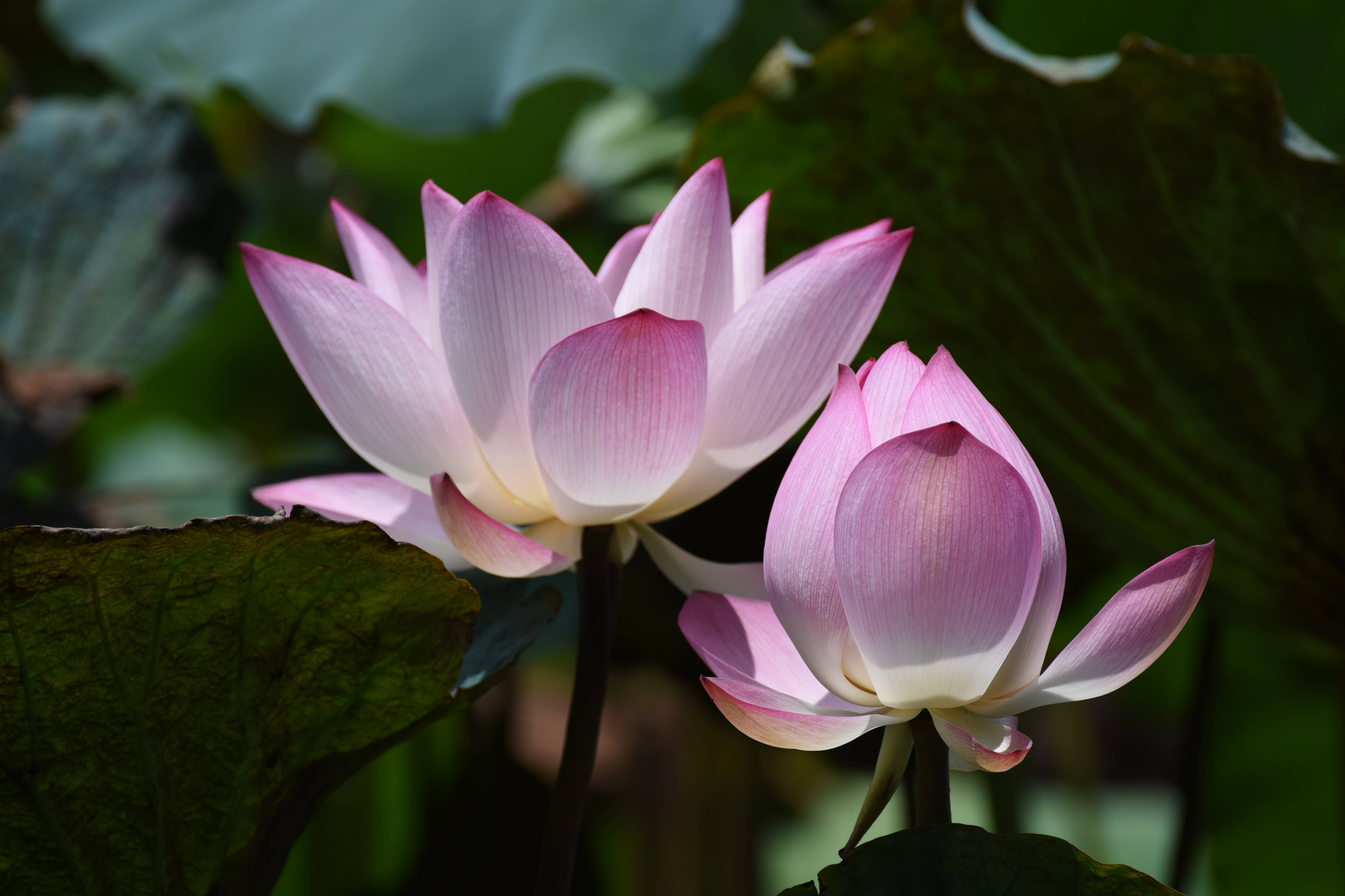 Chawan Basu Lotusblomst Wallpapers