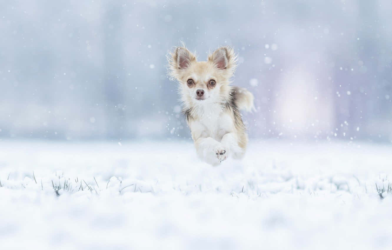 Chihuahua-hund hopper i vintersne Wallpapers