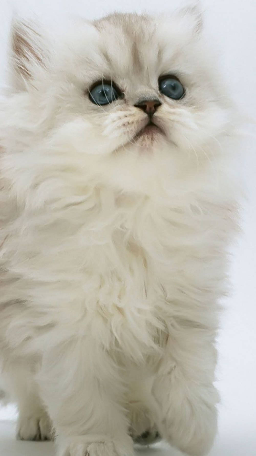 Chinchilla Perser hvid kat iPhone Wallpapers