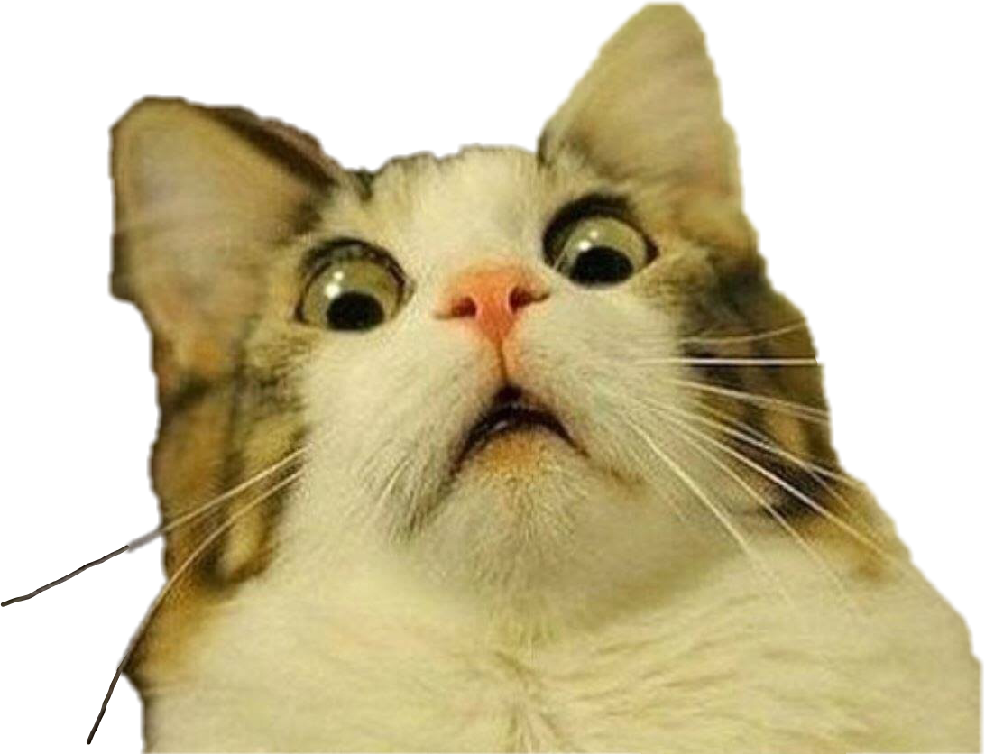 Chokeret kat meme-udtryk Wallpapers