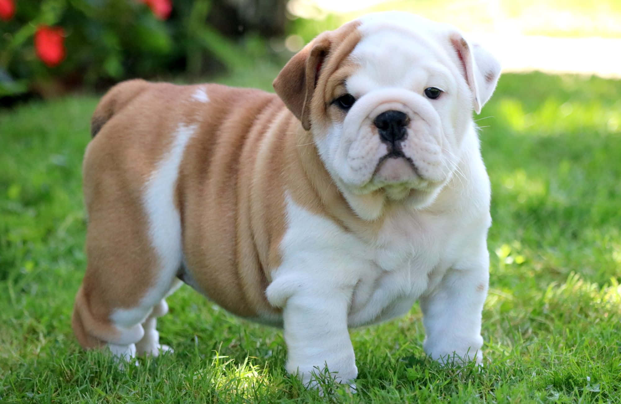 Chubby Nutte Hvalpe Bulldog Billede Wallpapers