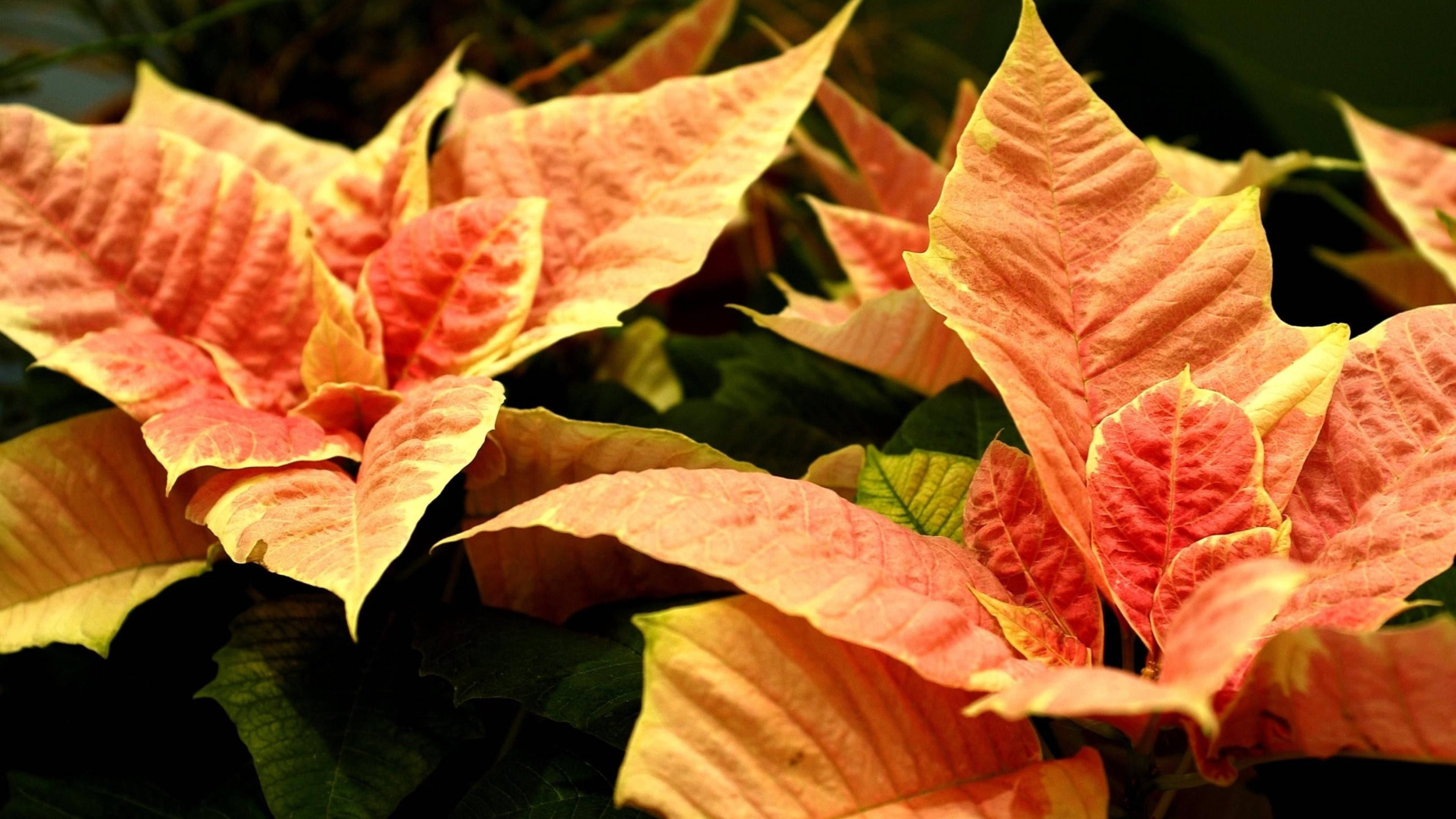 Cinnamon Star Poinsettia Wallpapers