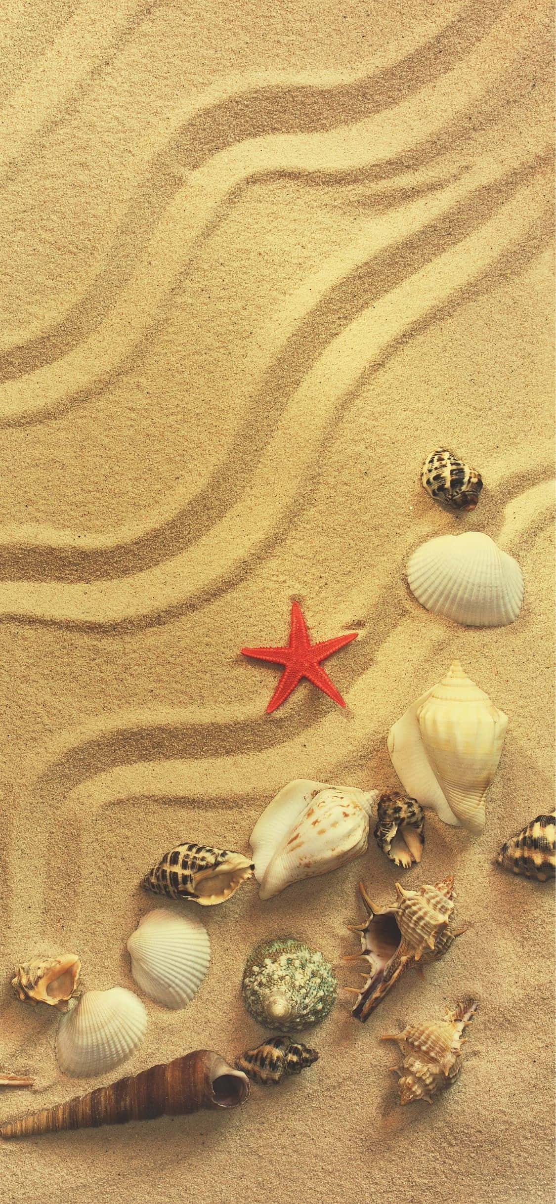 Conches og Havsnegle iPhone X Sommerbaggrund Wallpapers