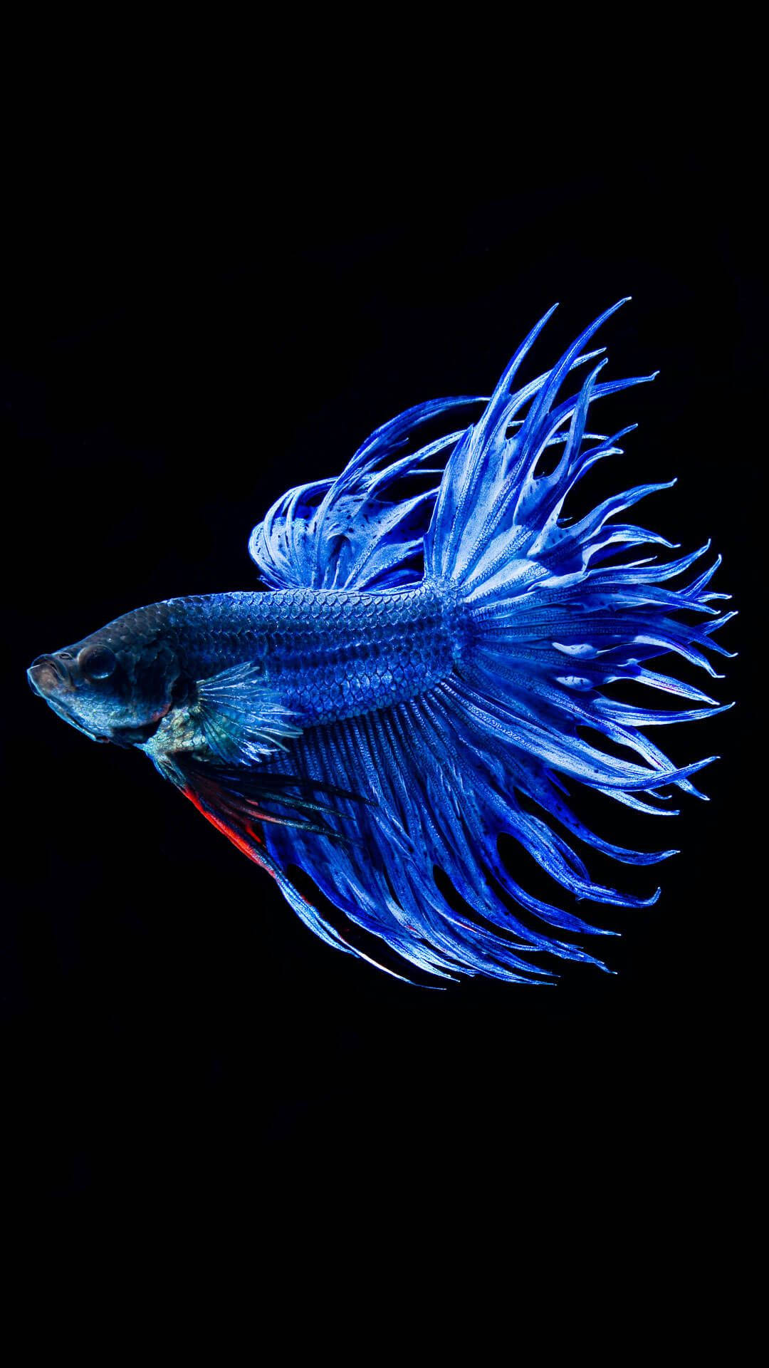 Cool Bettafisk Wallpapers