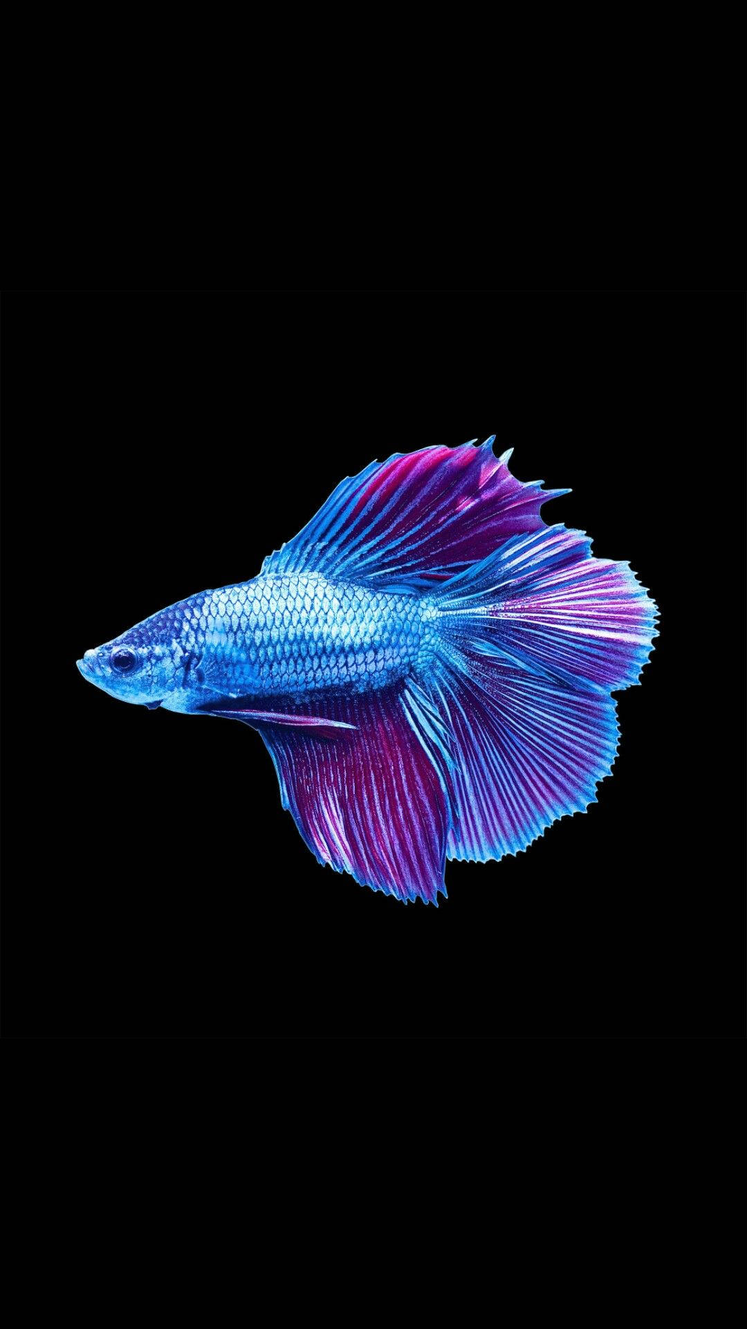 Cool fisk i blåligt-lilla Wallpapers
