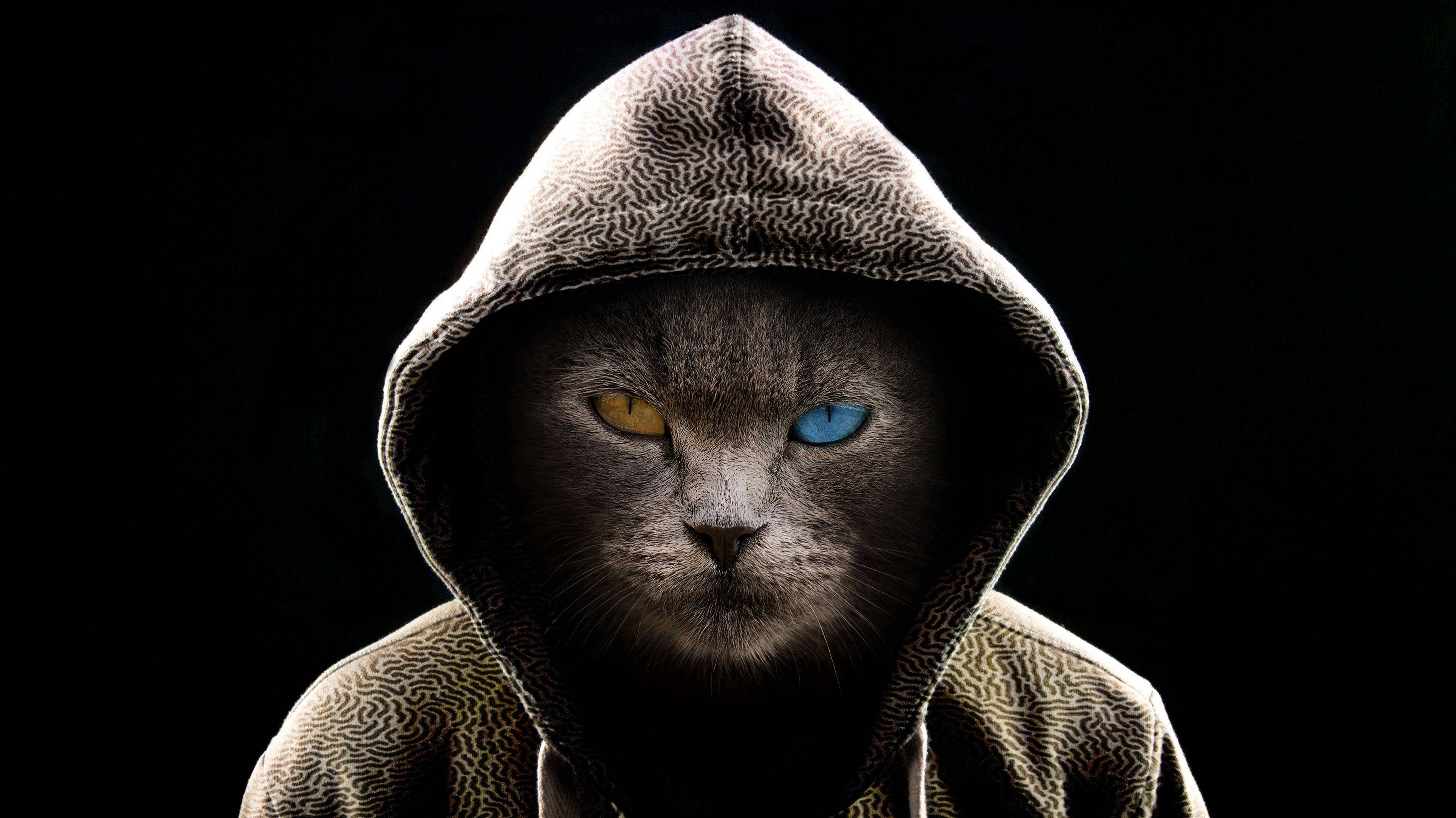 Cool Hooded Sort Kat Computer Wallpapers