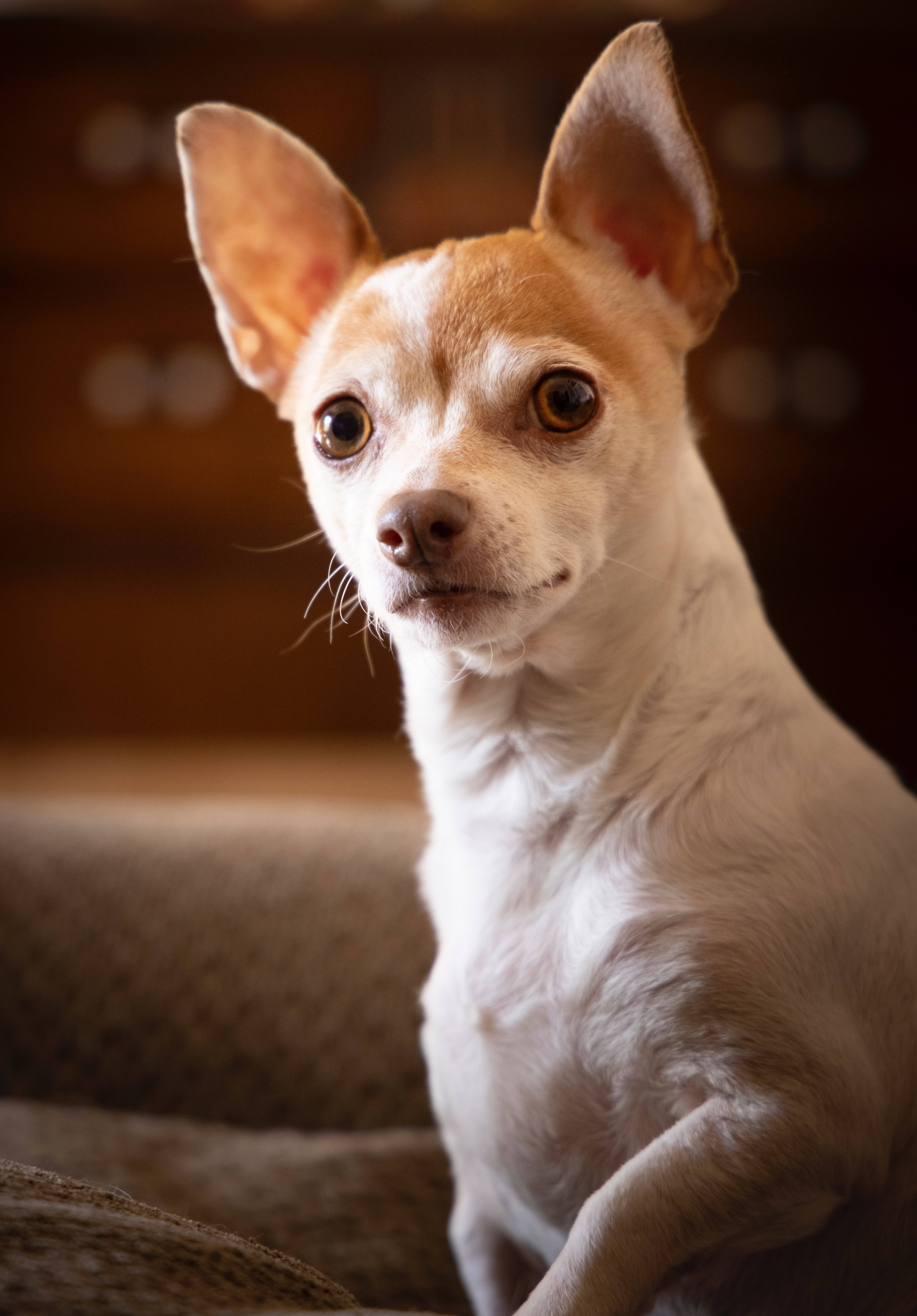 Cool hvidbrun chihuahua Wallpapers