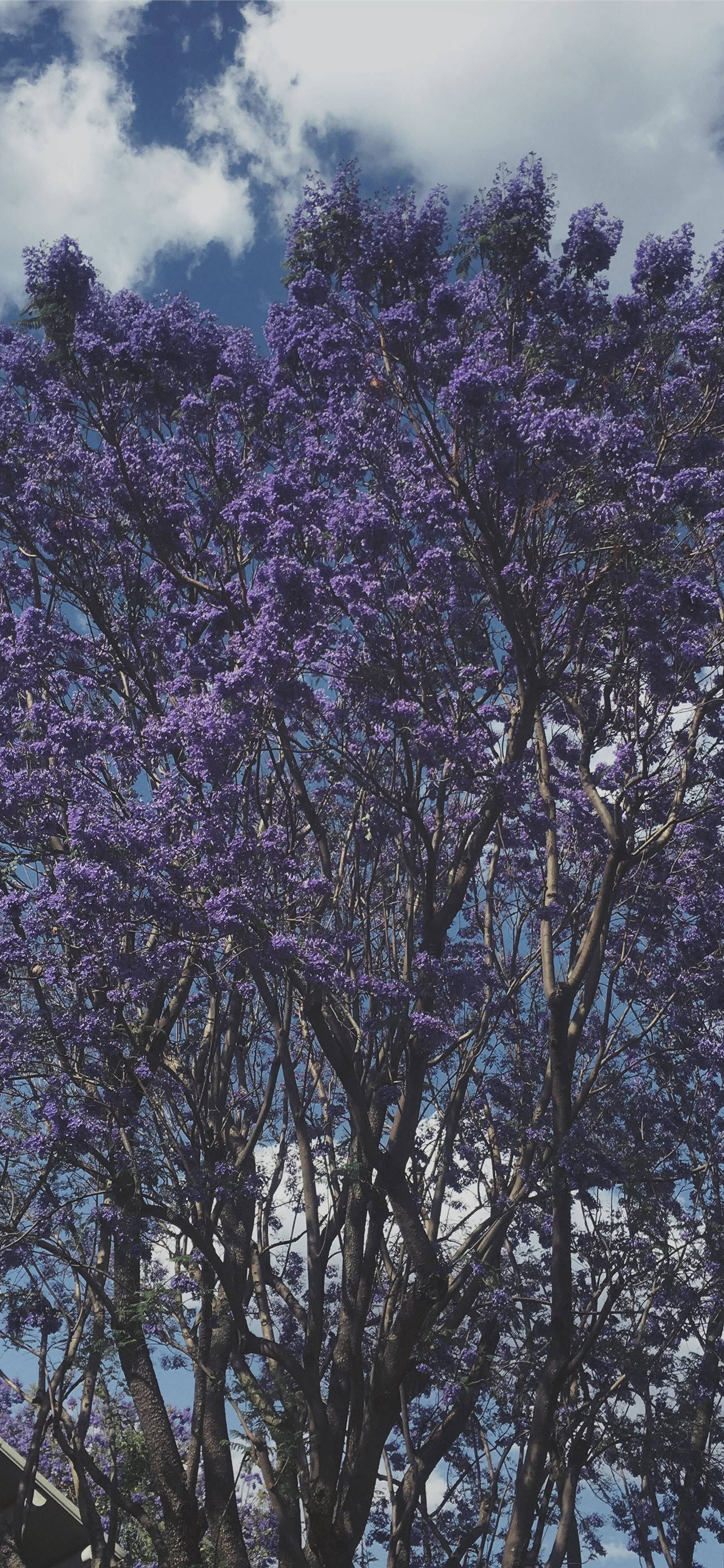 Cool lilla træ Wallpapers