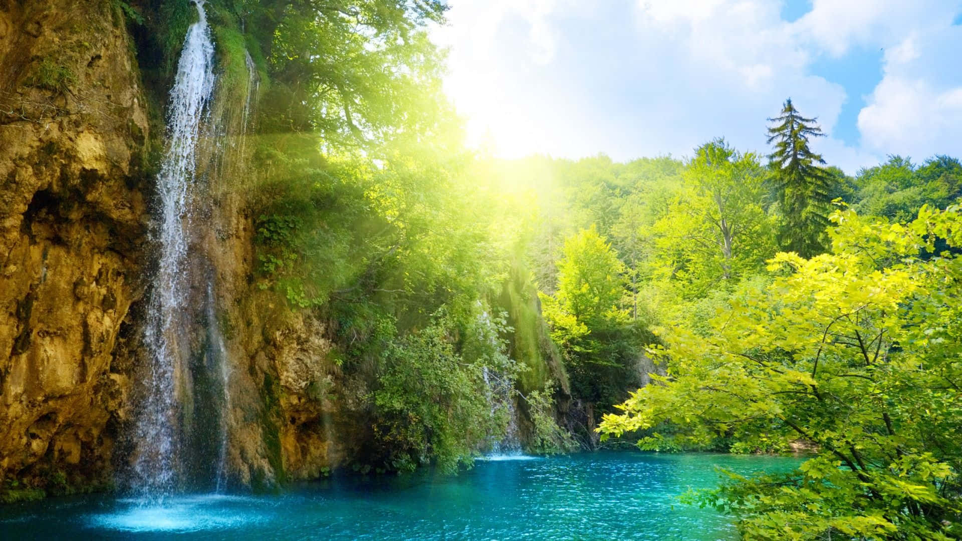 Cool natur skov solskin Wallpapers