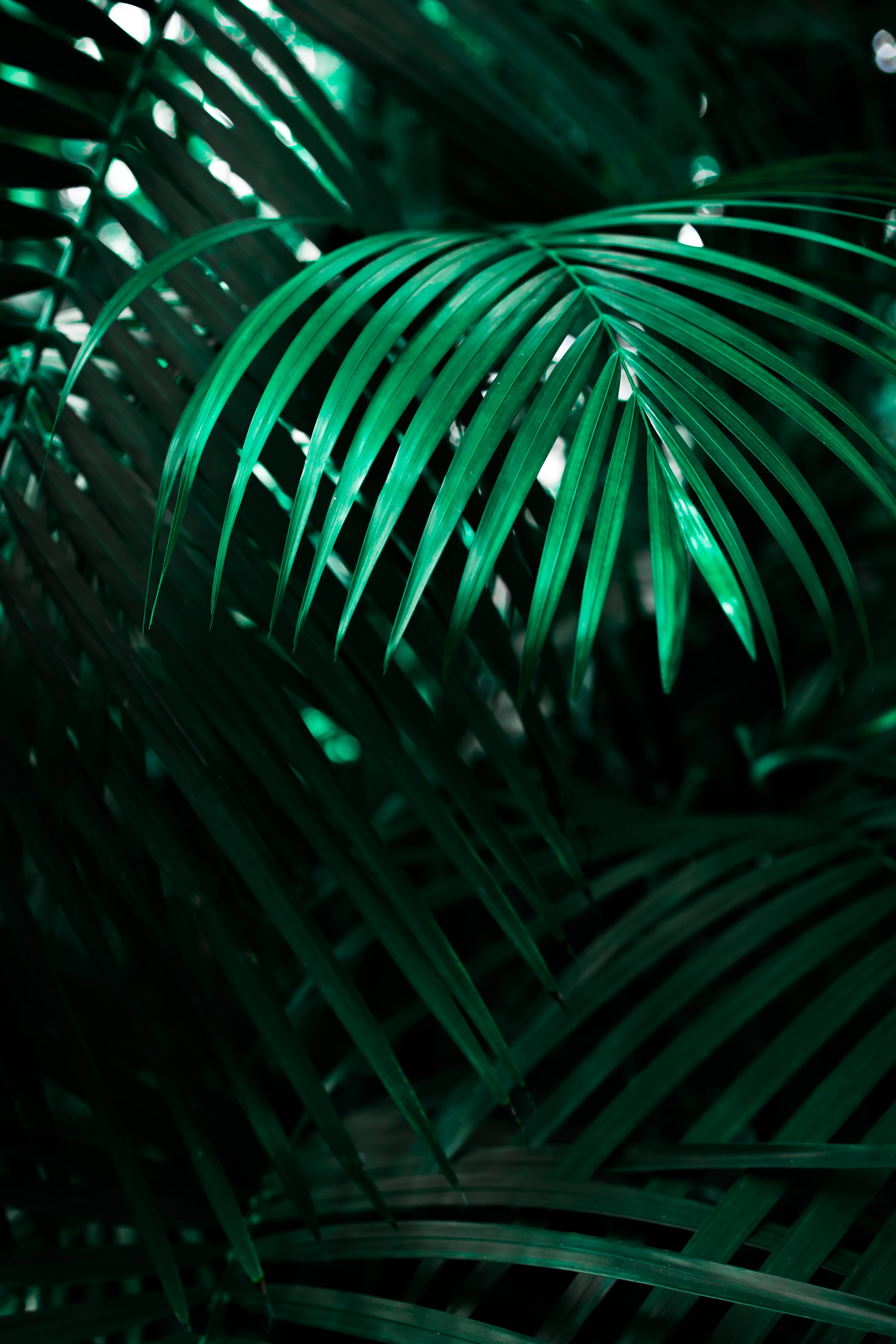 Cool Neon Ulv Låseskærm Baggrundsbillede Wallpapers