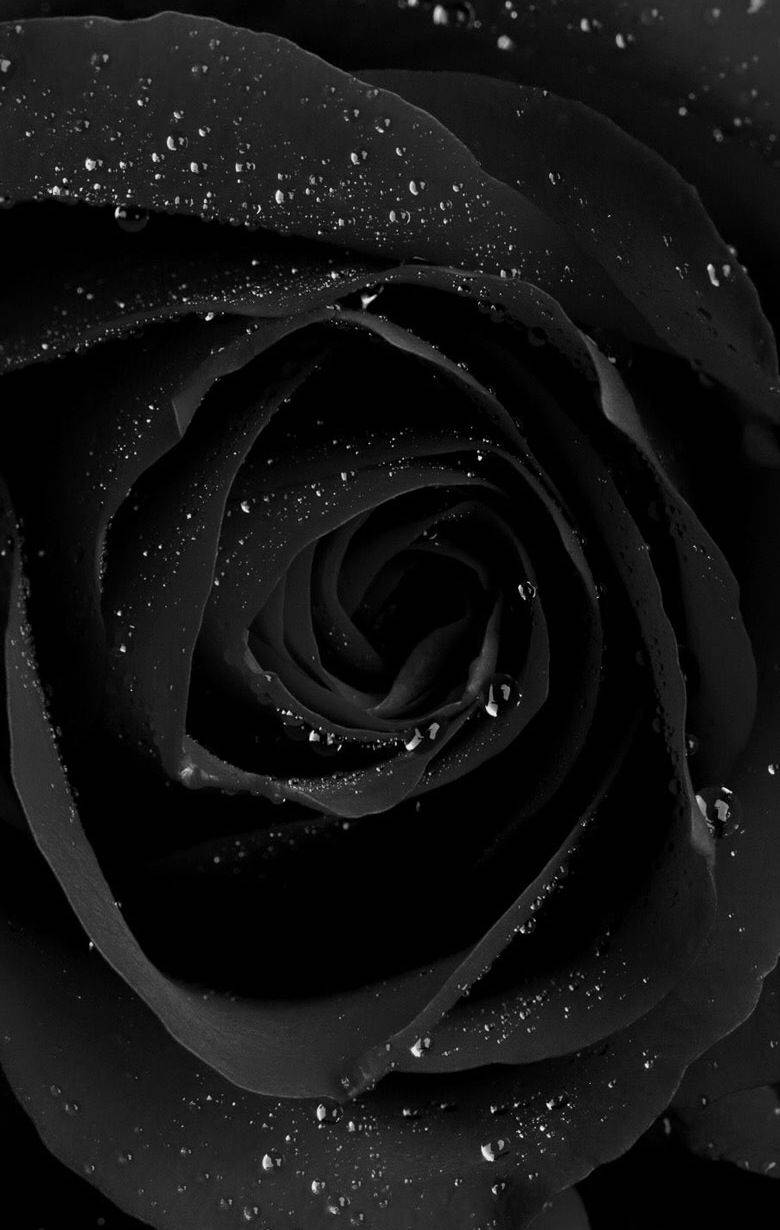 Cool Phone Sort Rose Wallpapers