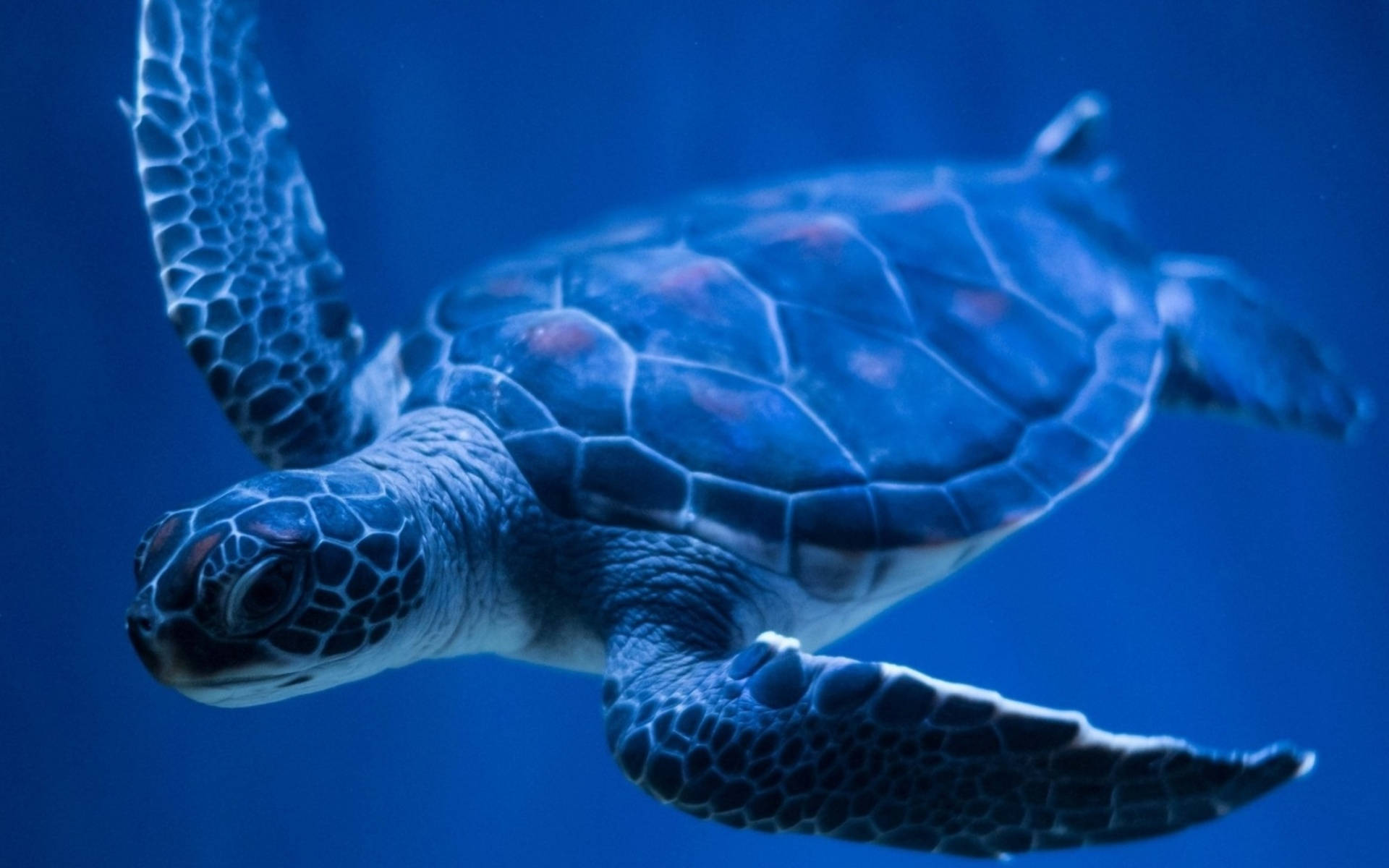 Cool skildpadde under det blå hav Wallpapers