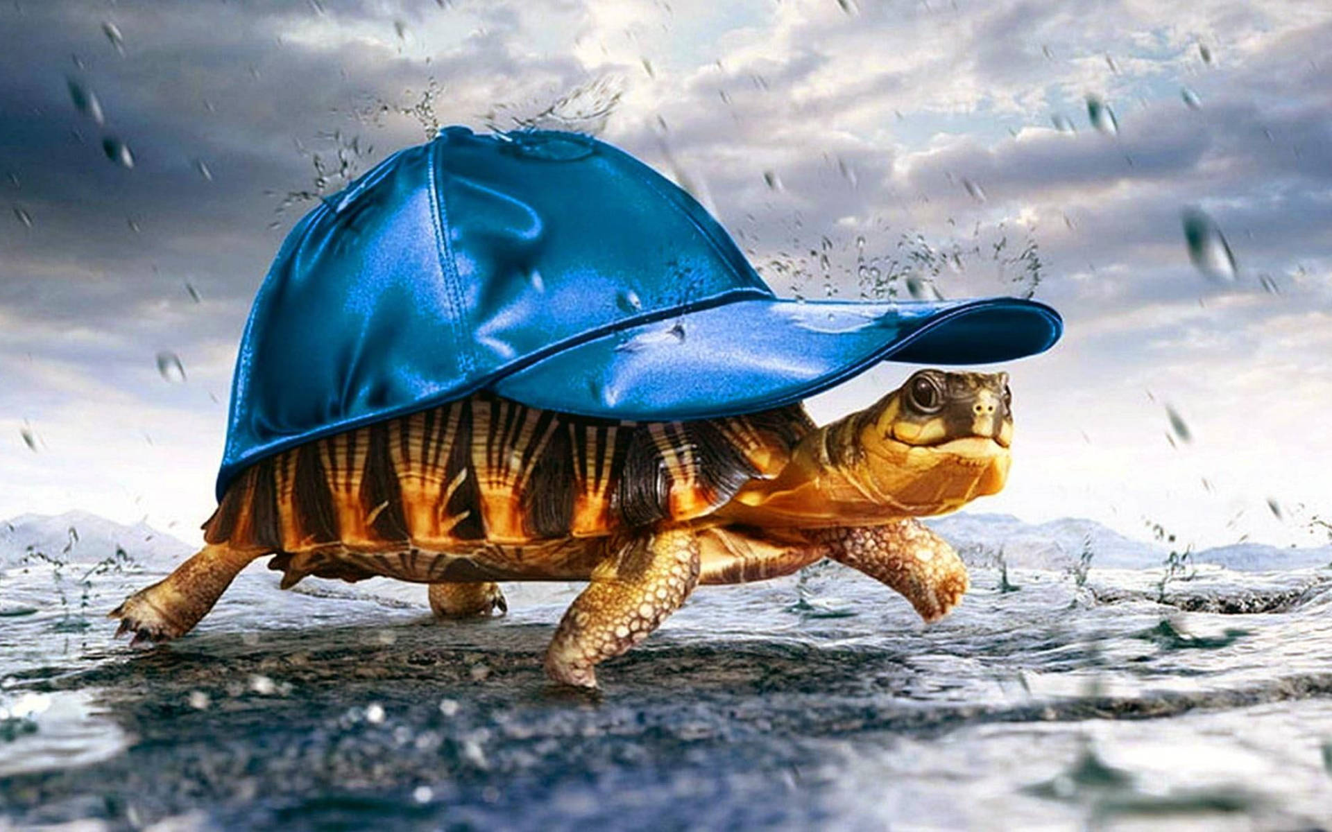 Cool skildpadde blå kasket Wallpapers