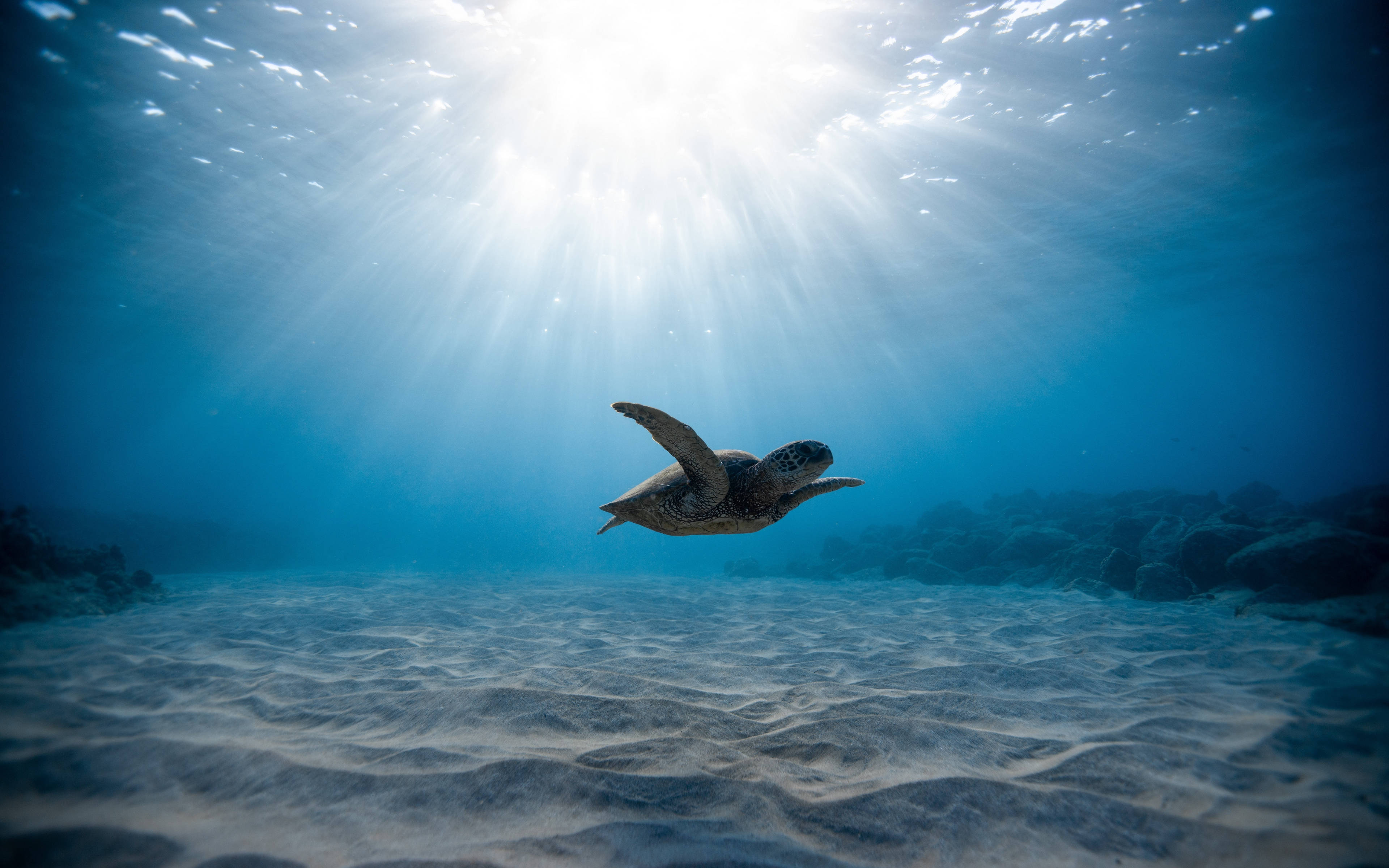 Cool skildpadde i sollys Wallpapers