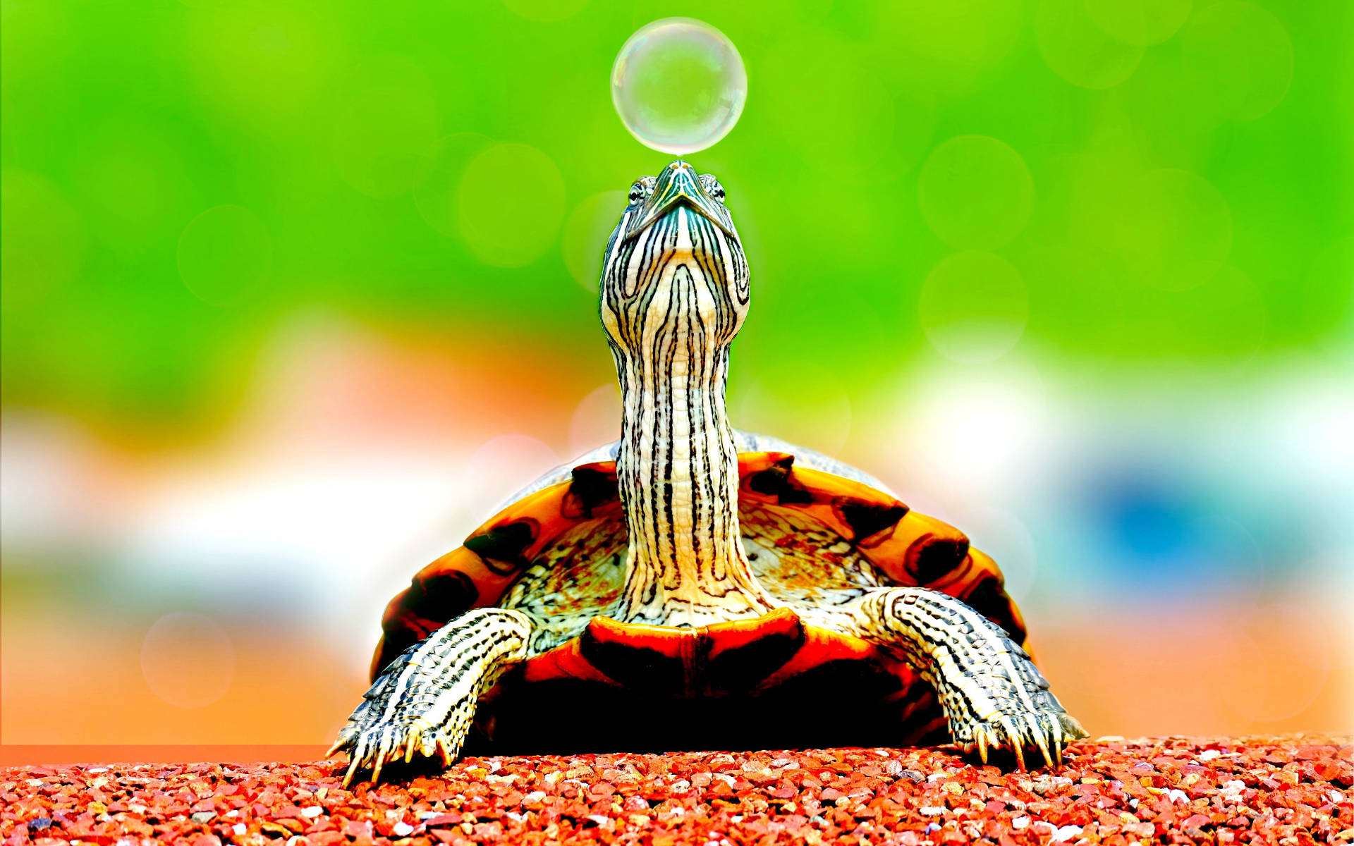 Cool skildpadde rækker efter boble Wallpapers