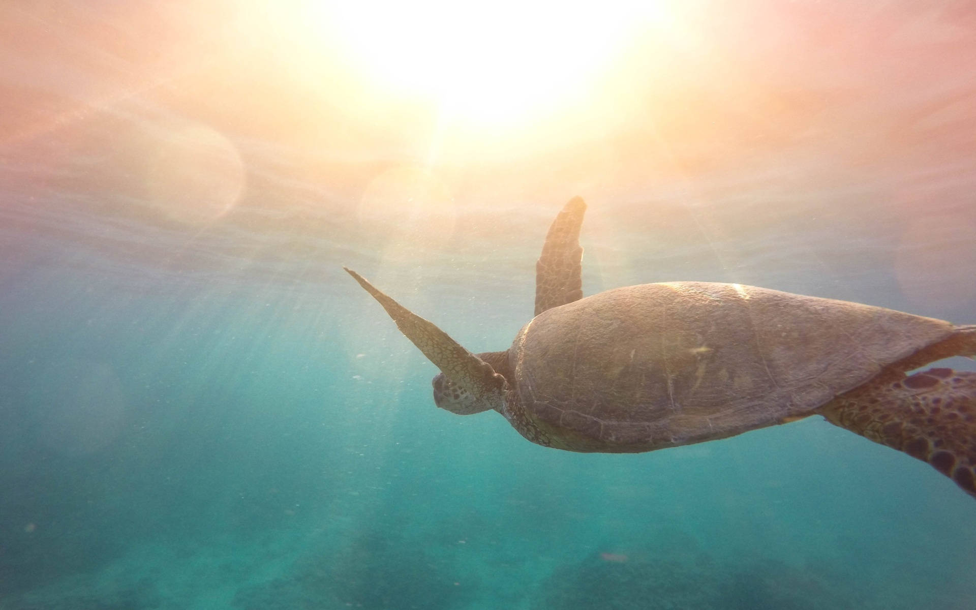 Cool skildpadde og sollys Wallpapers