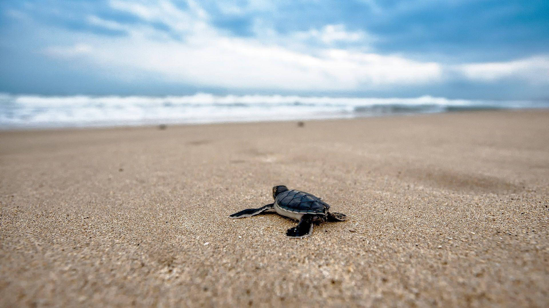 Cool skildpadde på stranden Wallpapers