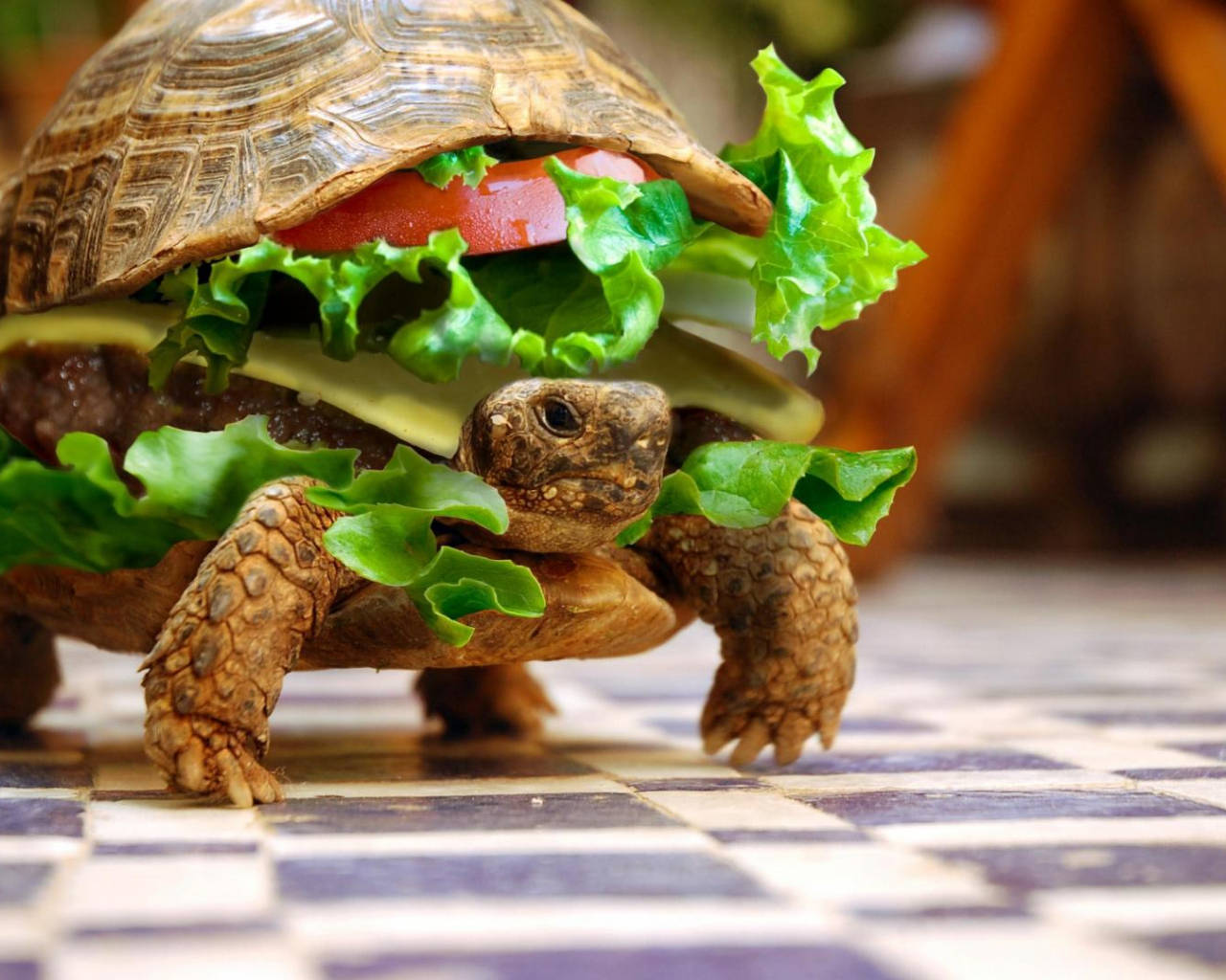 Cool skildpaddeburger Wallpapers