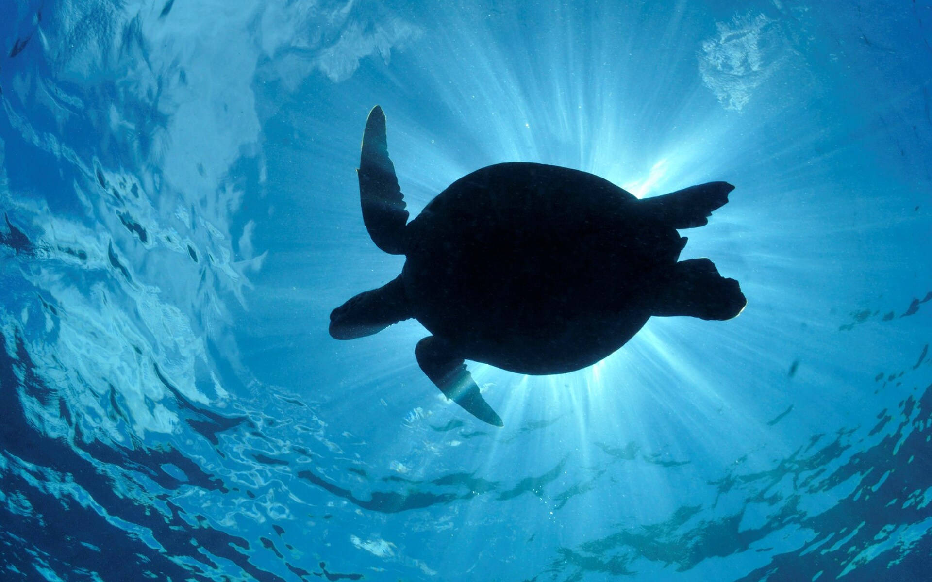 Cool skildpaddesilhuet under vandet Wallpapers