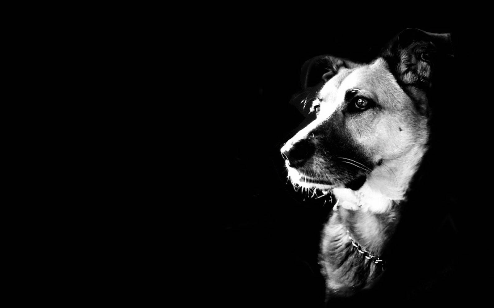 Cool sort/hvid hund Wallpapers