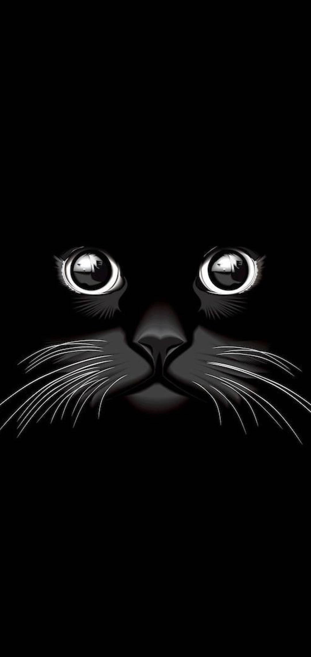 Cool sort kat Wallpapers