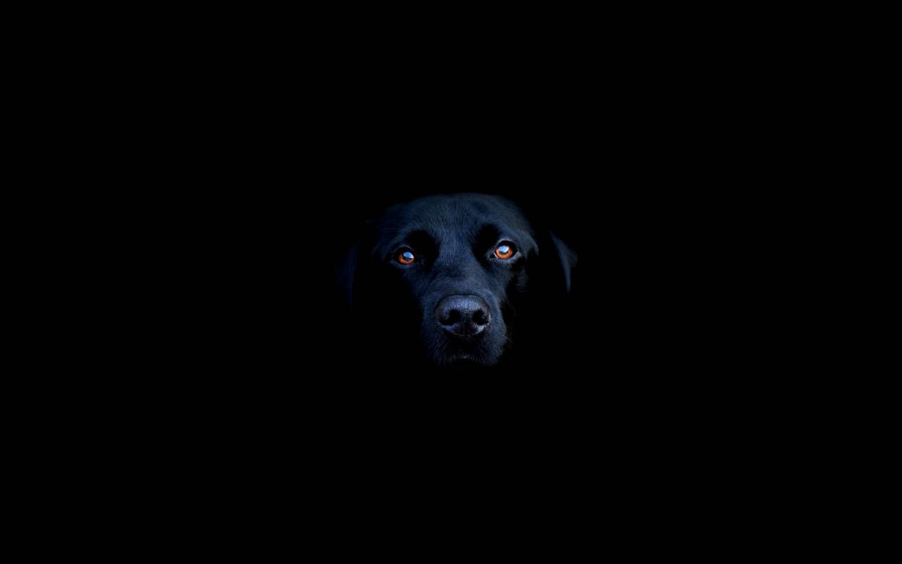 Cool Sort Labrador Wallpapers