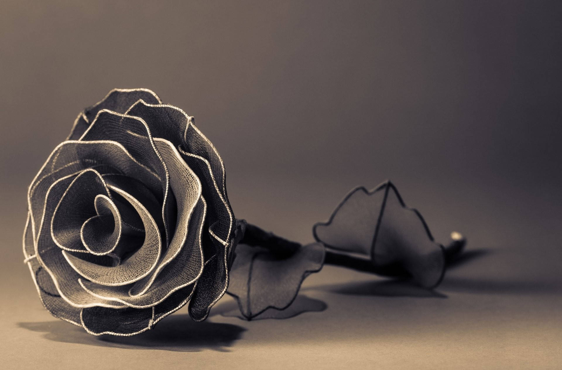 Cool sort rose Wallpapers