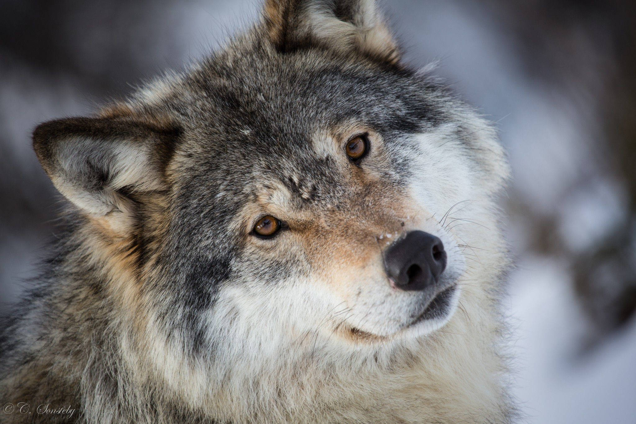 Cool Wolf Yndigt Blik Wallpapers