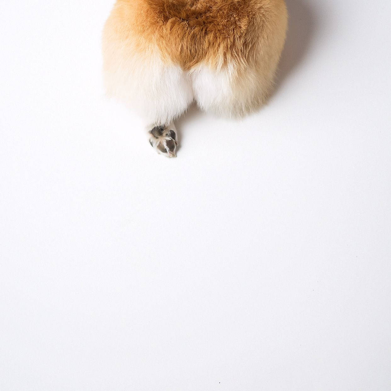 Corgi-bagdele Wallpapers