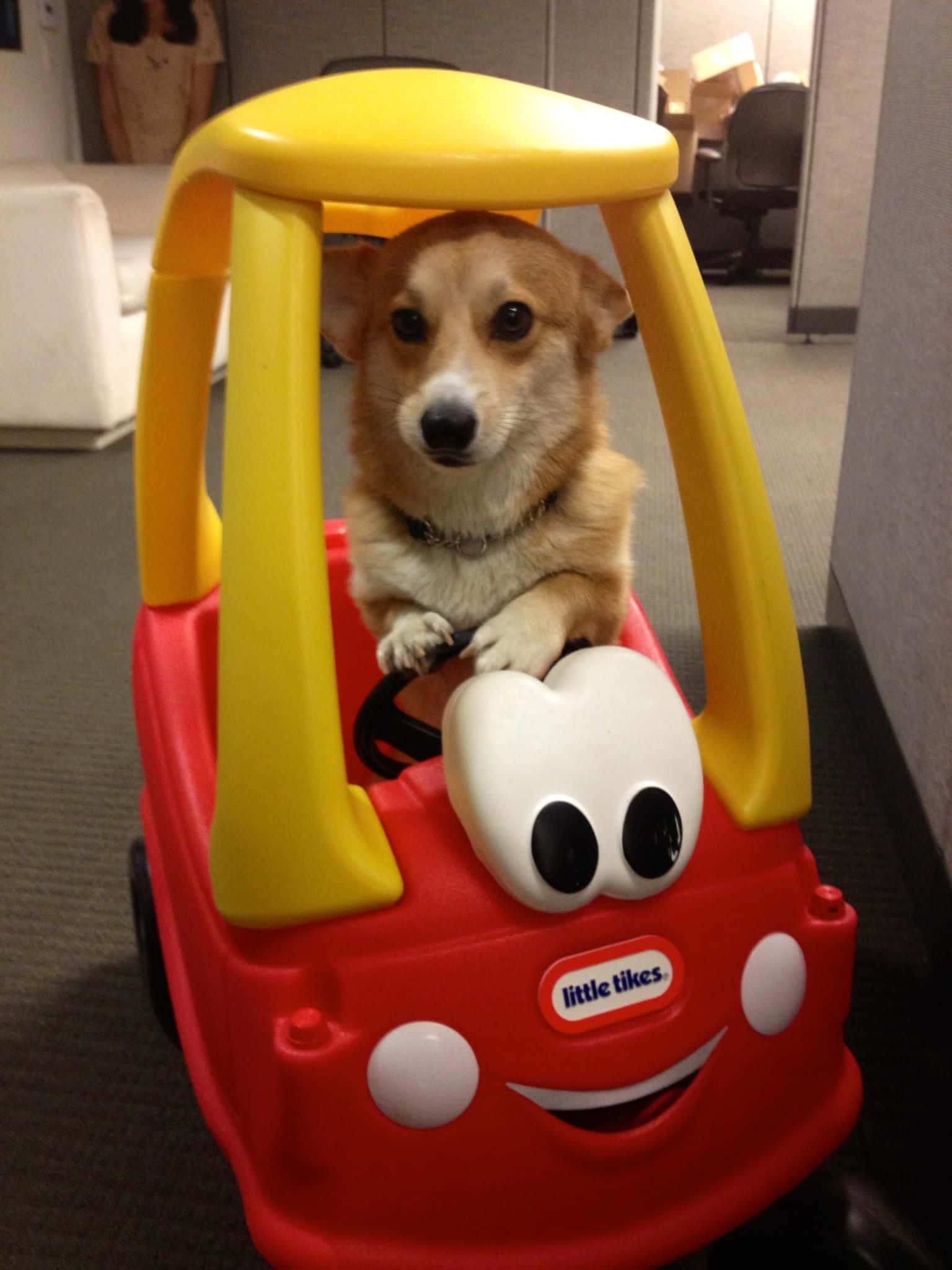 Corgi smil - Lykke er en god mavegnidning Wallpapers