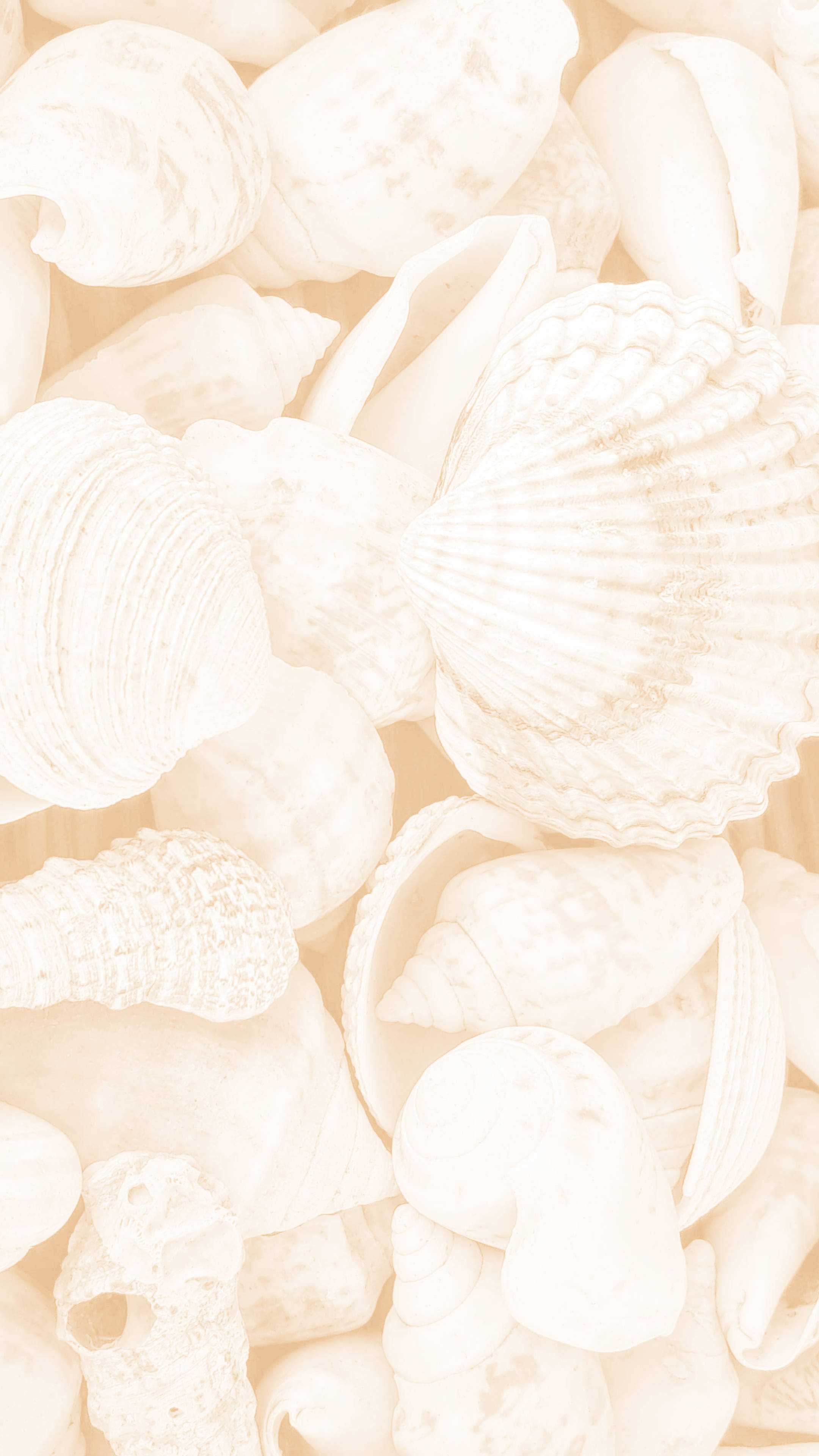 Cremefarvede æstetiske muslingeskaller Wallpapers