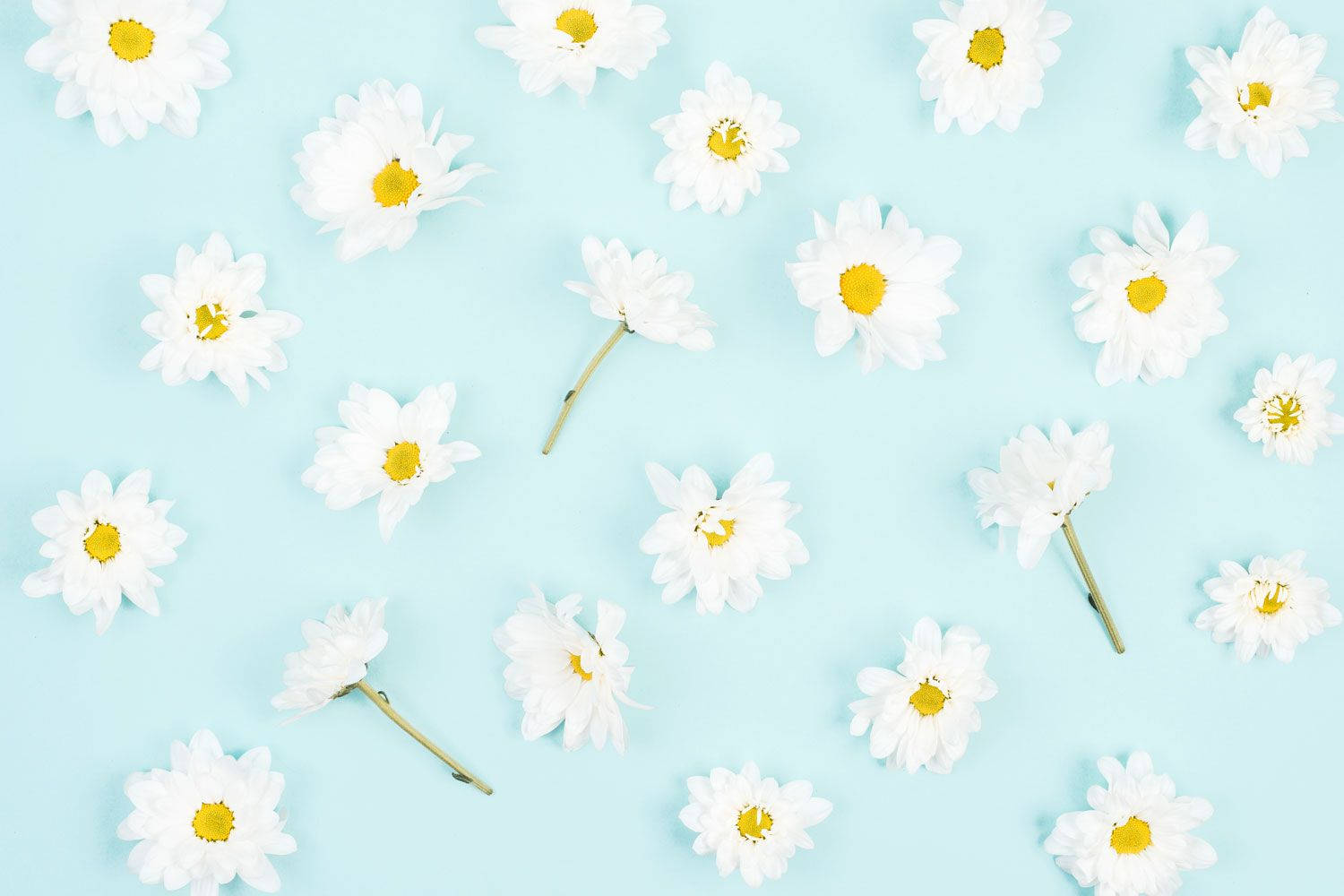 Daisy Aesthetic Lyseblå Wallpapers