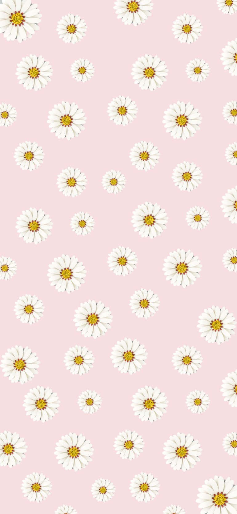 Daisy mønsterdesign pink æstetisk baggrund Wallpapers