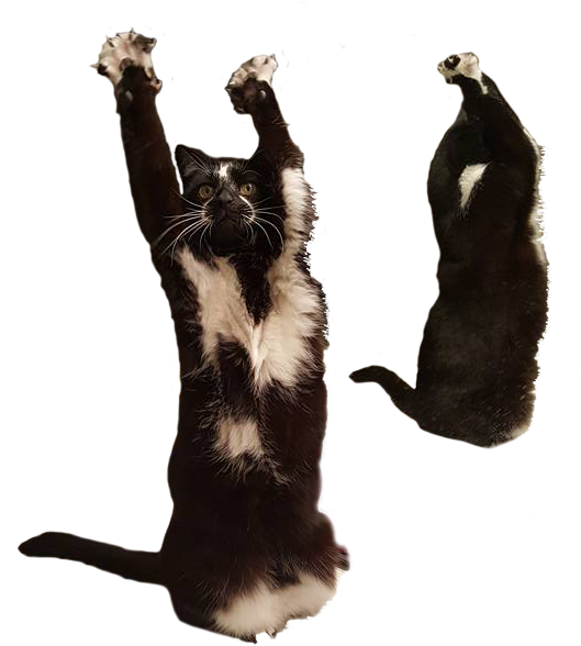 Dansende kat og honninggrævling meme Wallpapers