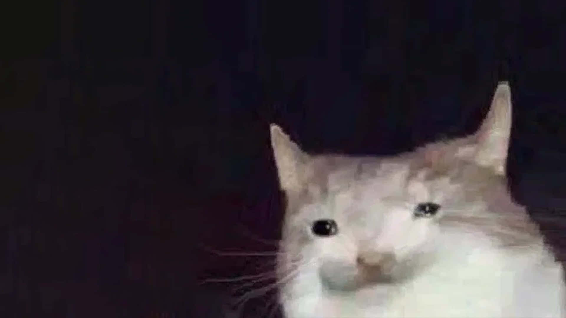 Deformeret kat meme billede Wallpapers