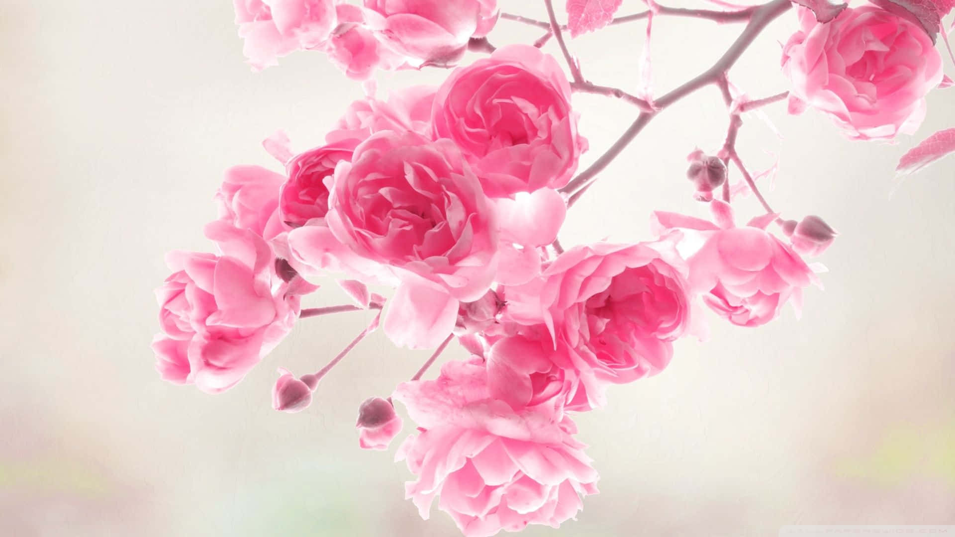Delikat lyserød blomsterbaggrund perfekt til enhver lejlighed Wallpapers