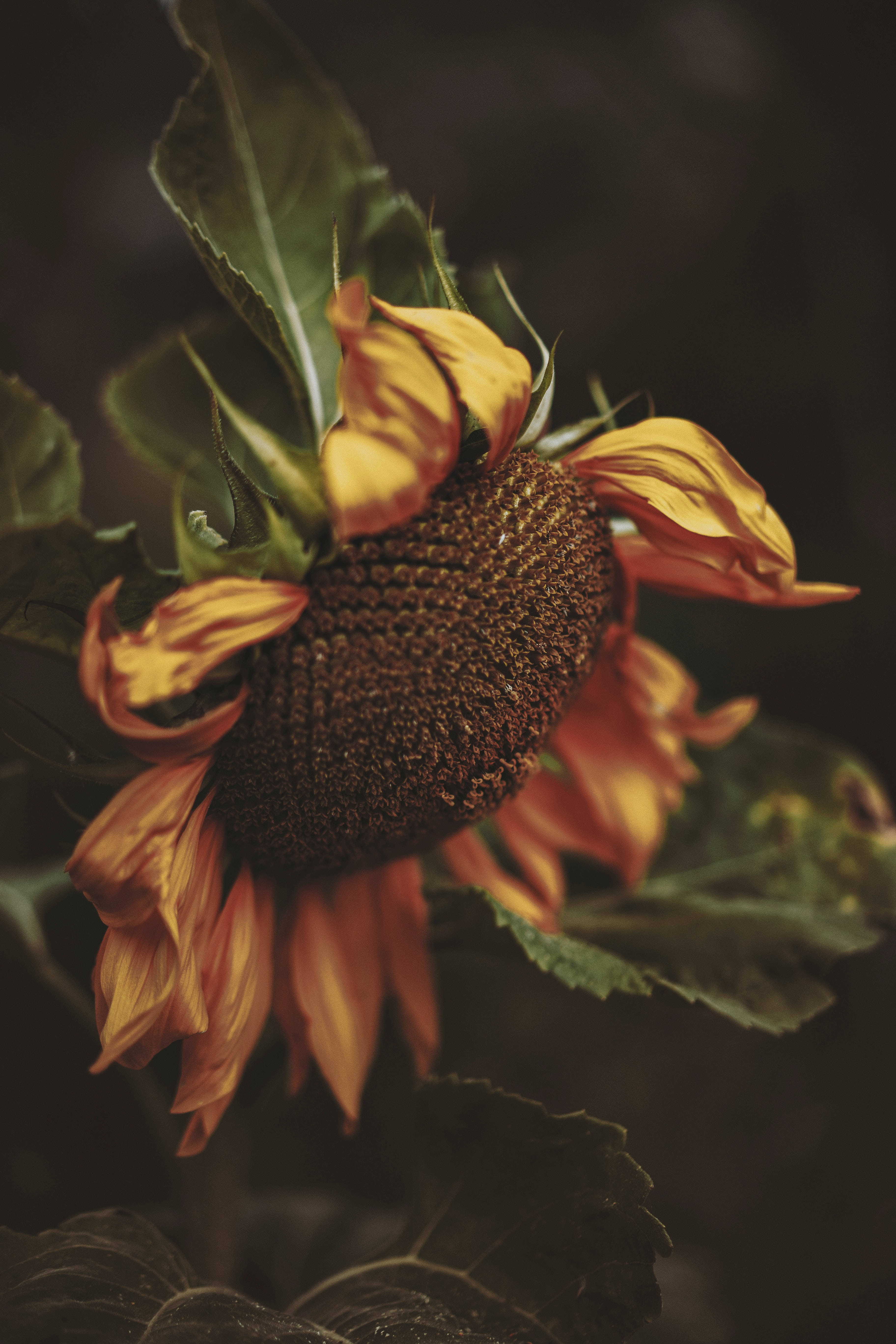 Den indviklede skønhed af en solsikke på nært hold Wallpapers