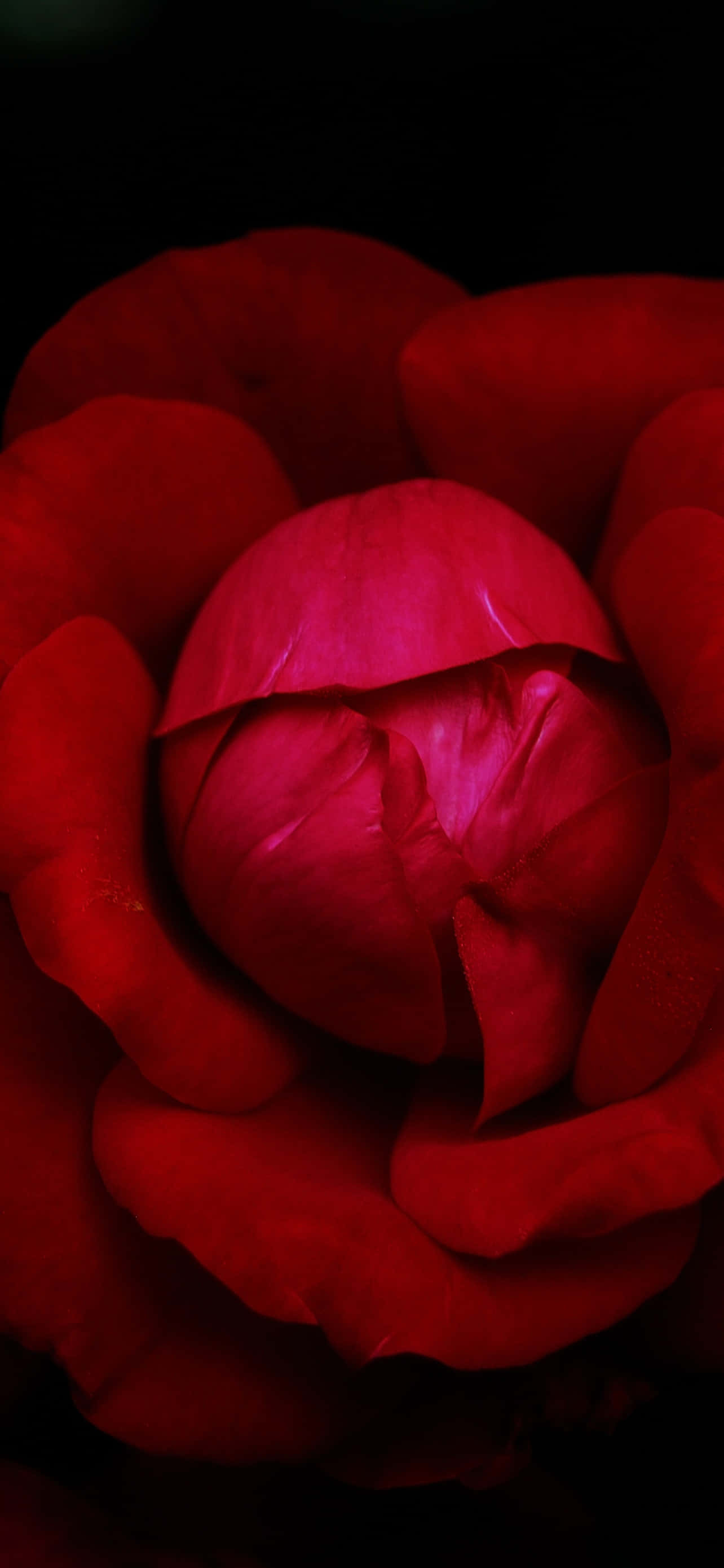 Den livlige skønhed af en enkelt rød blomst Wallpapers