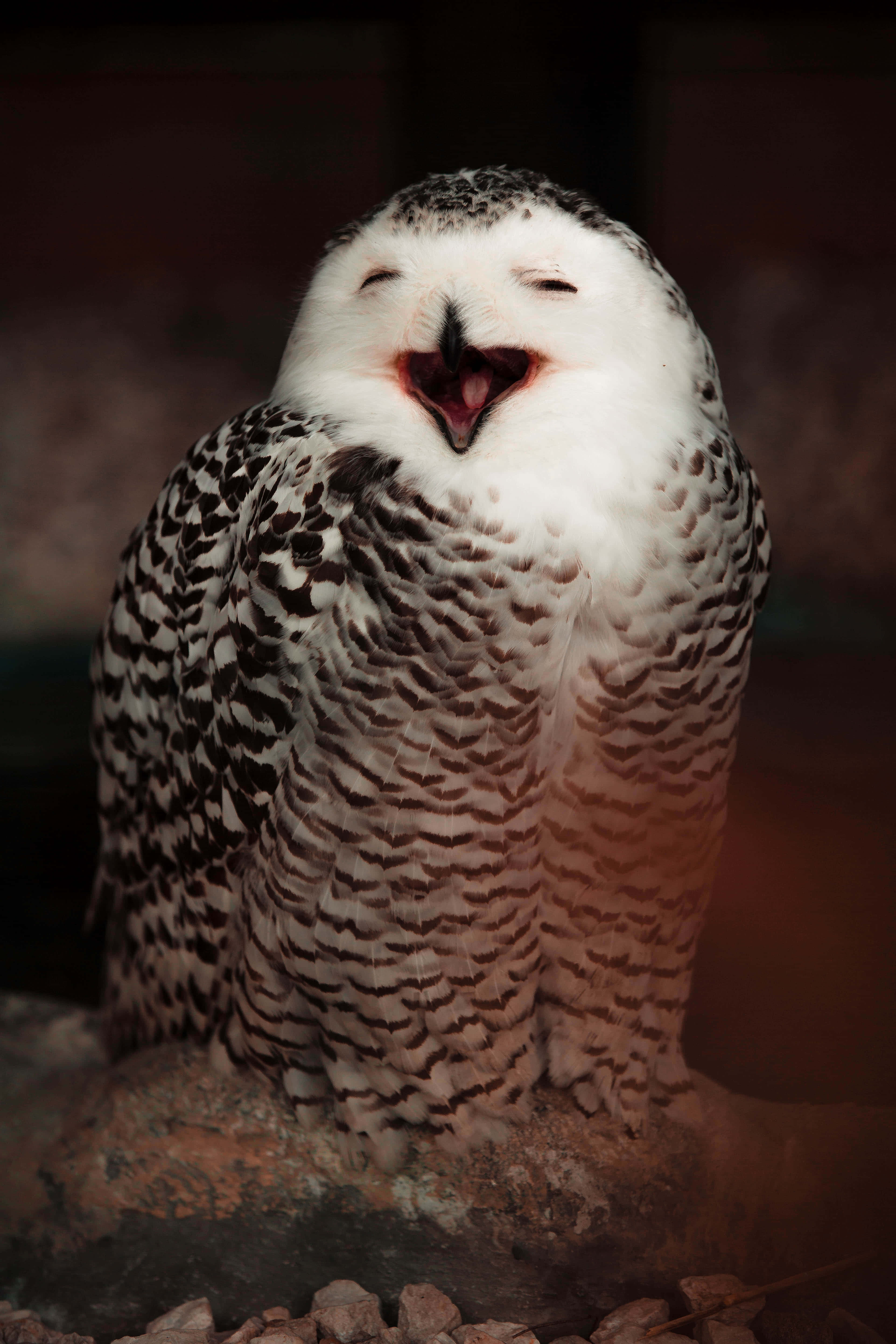 Den nysgerrige verden af søde ugler Wallpapers
