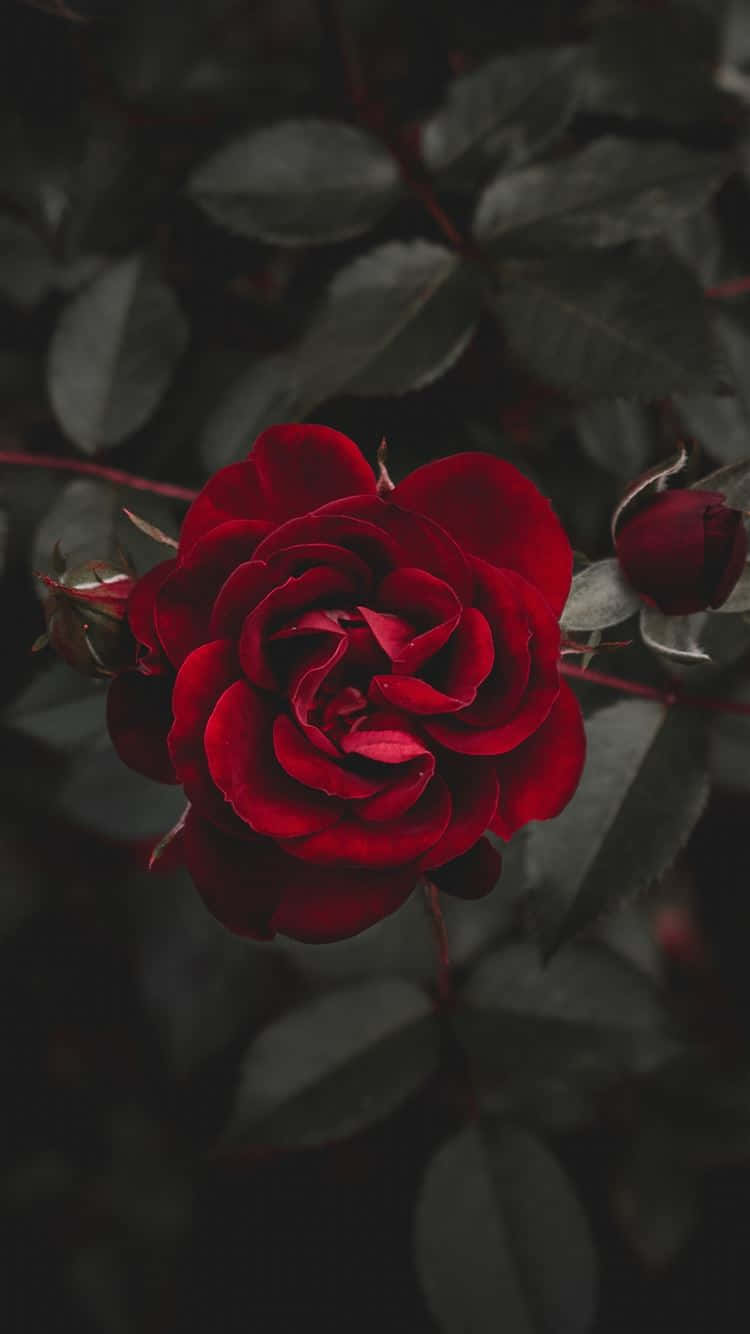Den perfekte rose Wallpapers