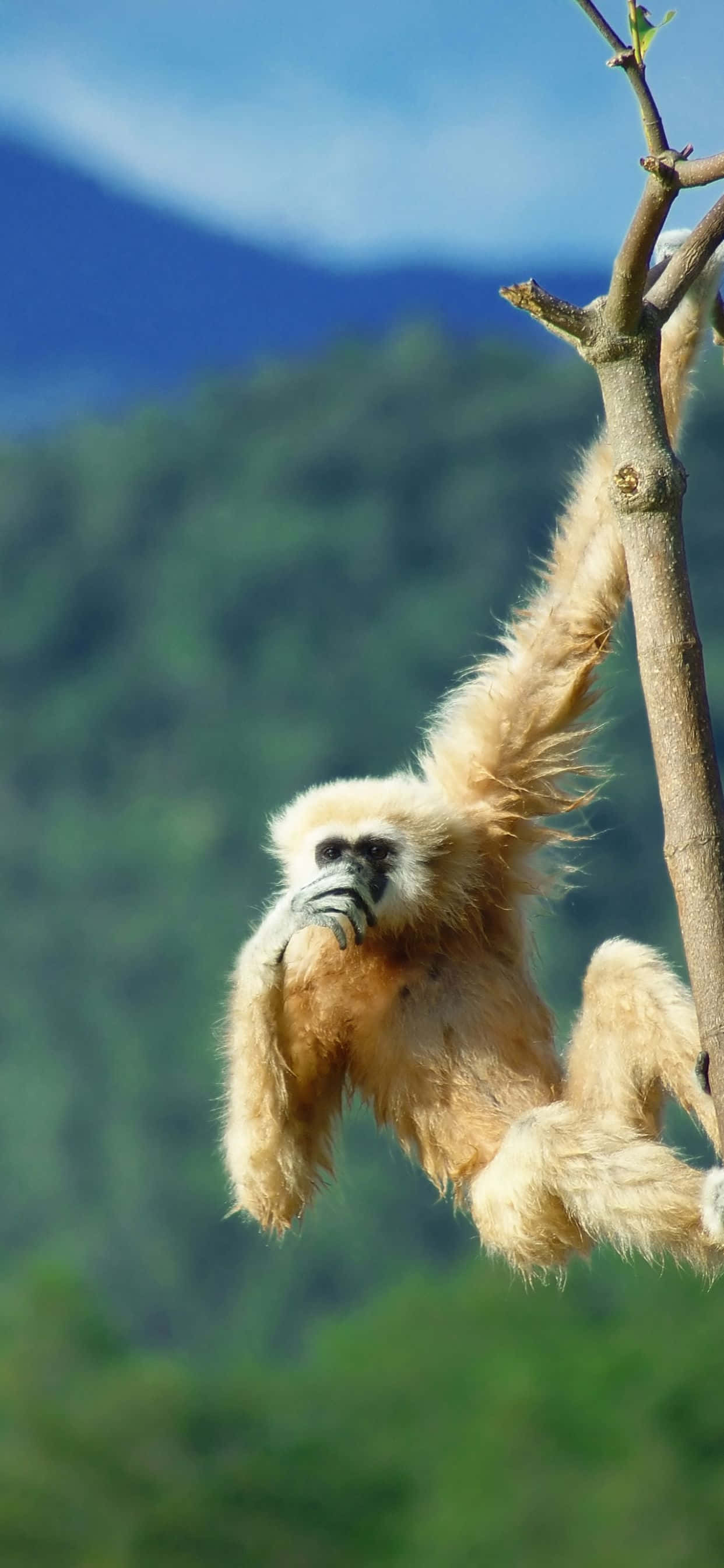 Den Perfekte Telefon - iPhone Xs Max Gibbon Wallpapers