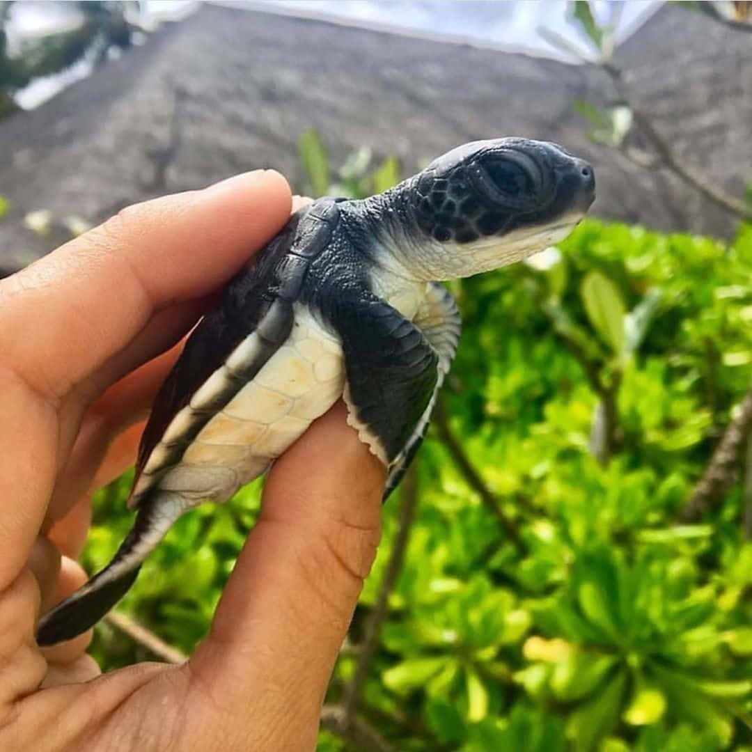 Den sødeste skildpadde! Wallpapers