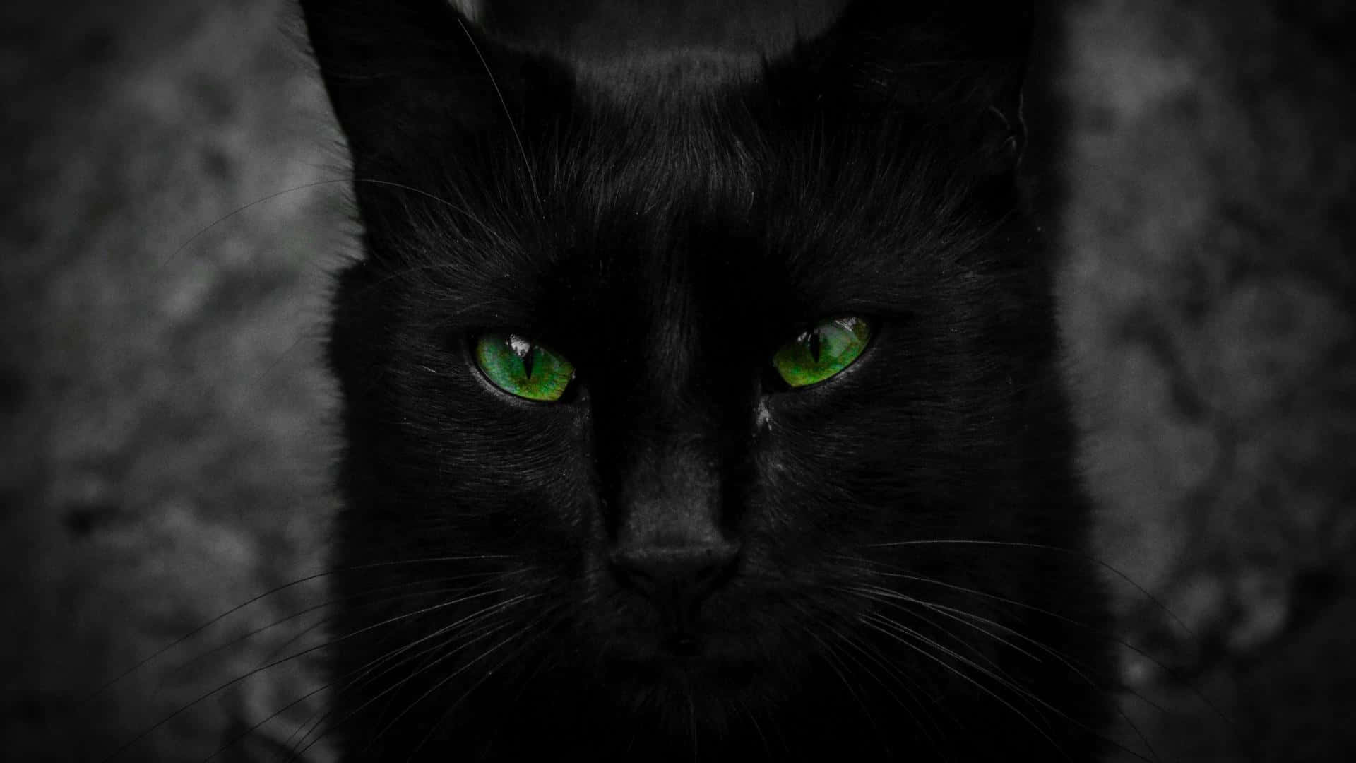 "Den Uafhængige Blik fra en Sort Kat" Wallpapers