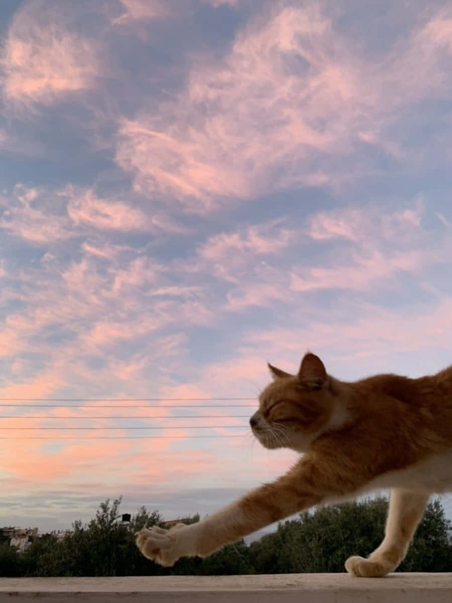 Den ultimative æstetiske kat Wallpapers