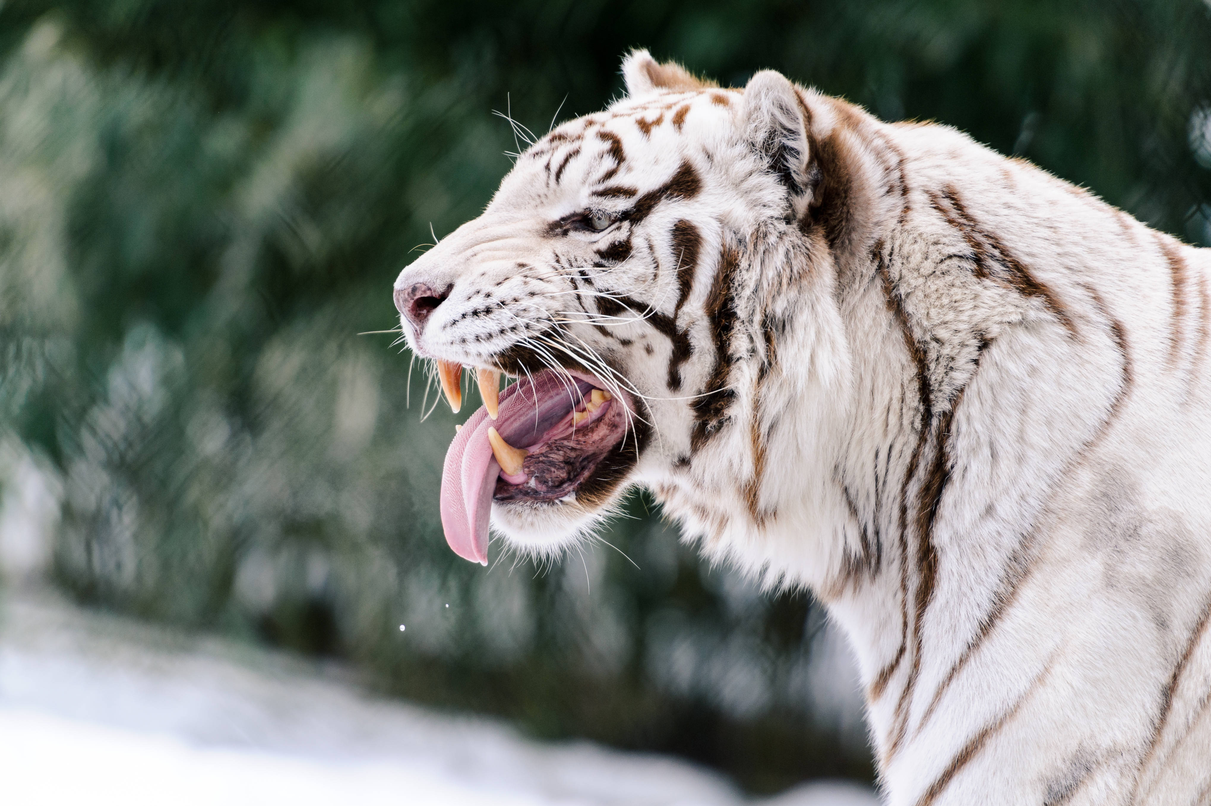 Den Voldsomme Hvide Tiger Wallpapers