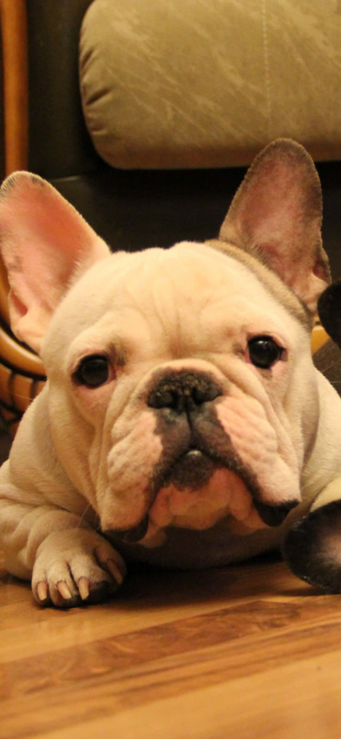 Den Yndige Franske Bulldog Wallpapers