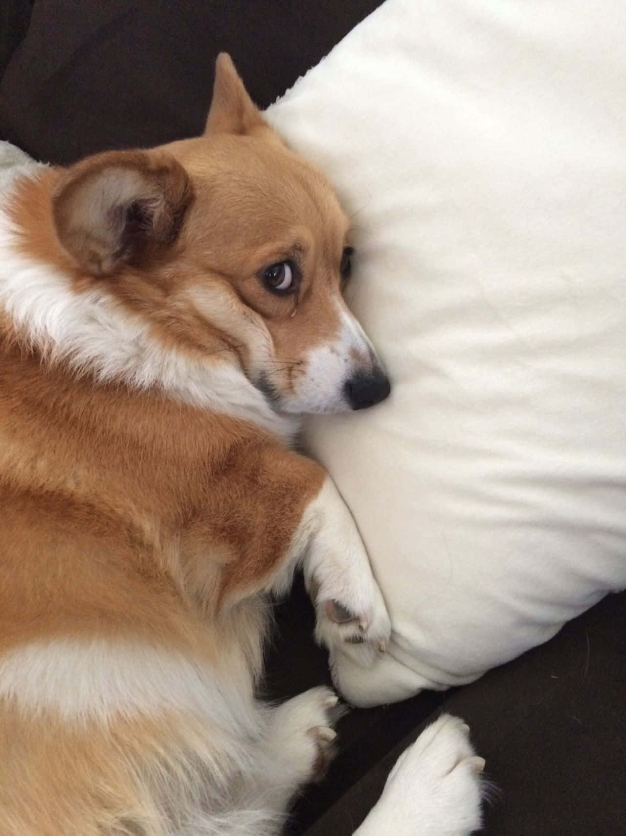 Denne Corgi ved, hvordan man får sig et godt grin! Wallpapers