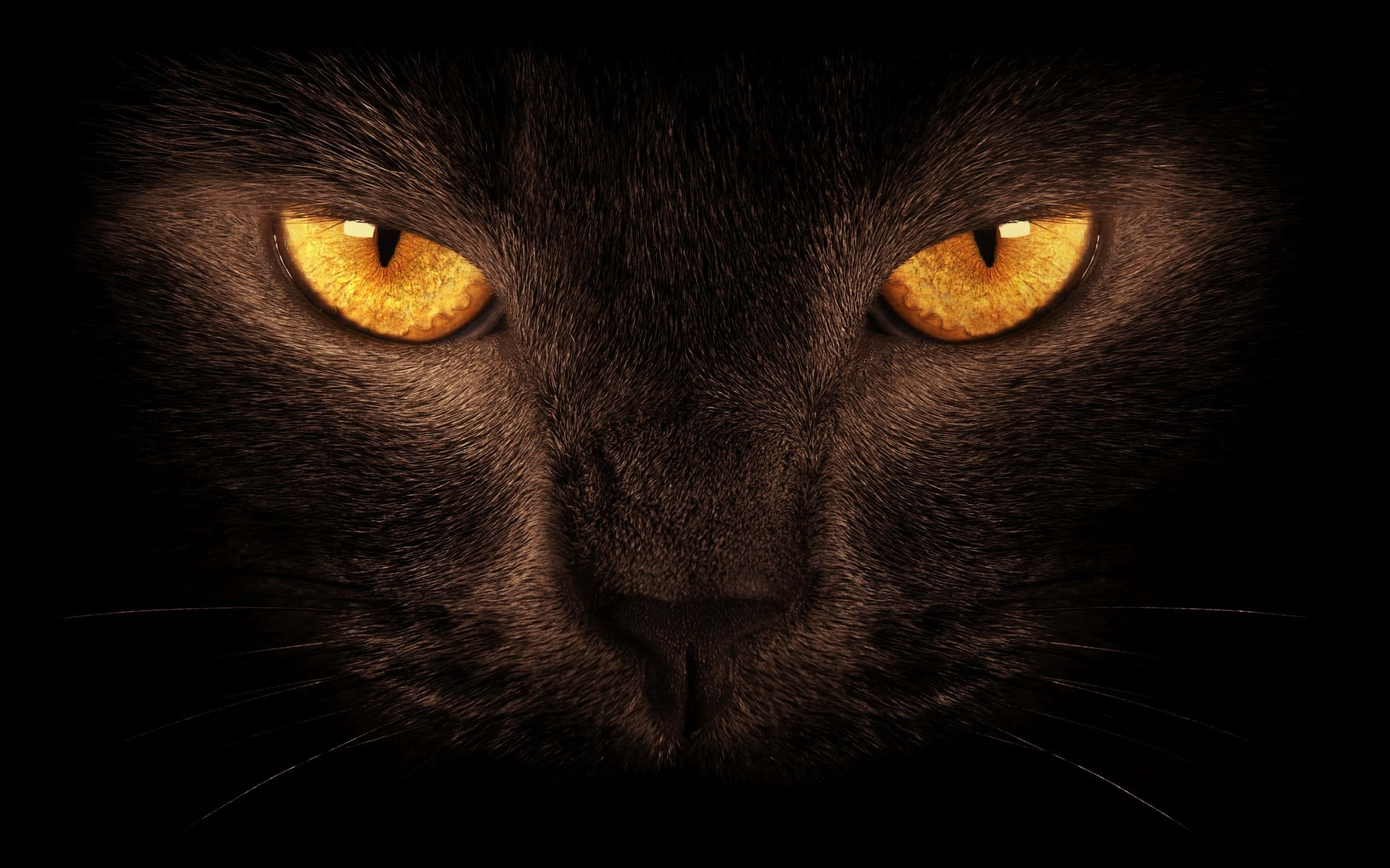Denne forførende sorte kat kigger ud af mørket med et vidende blik. Wallpapers